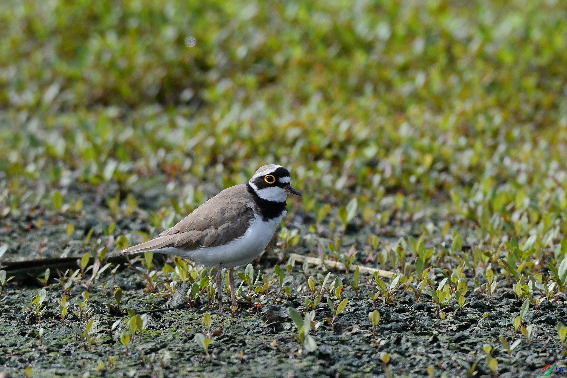 DSC_2059.jpg