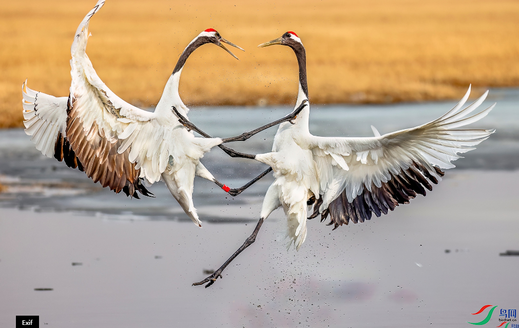 �������ѡ��������ࣨ�ٻ�������������Ŀ��� 14.png