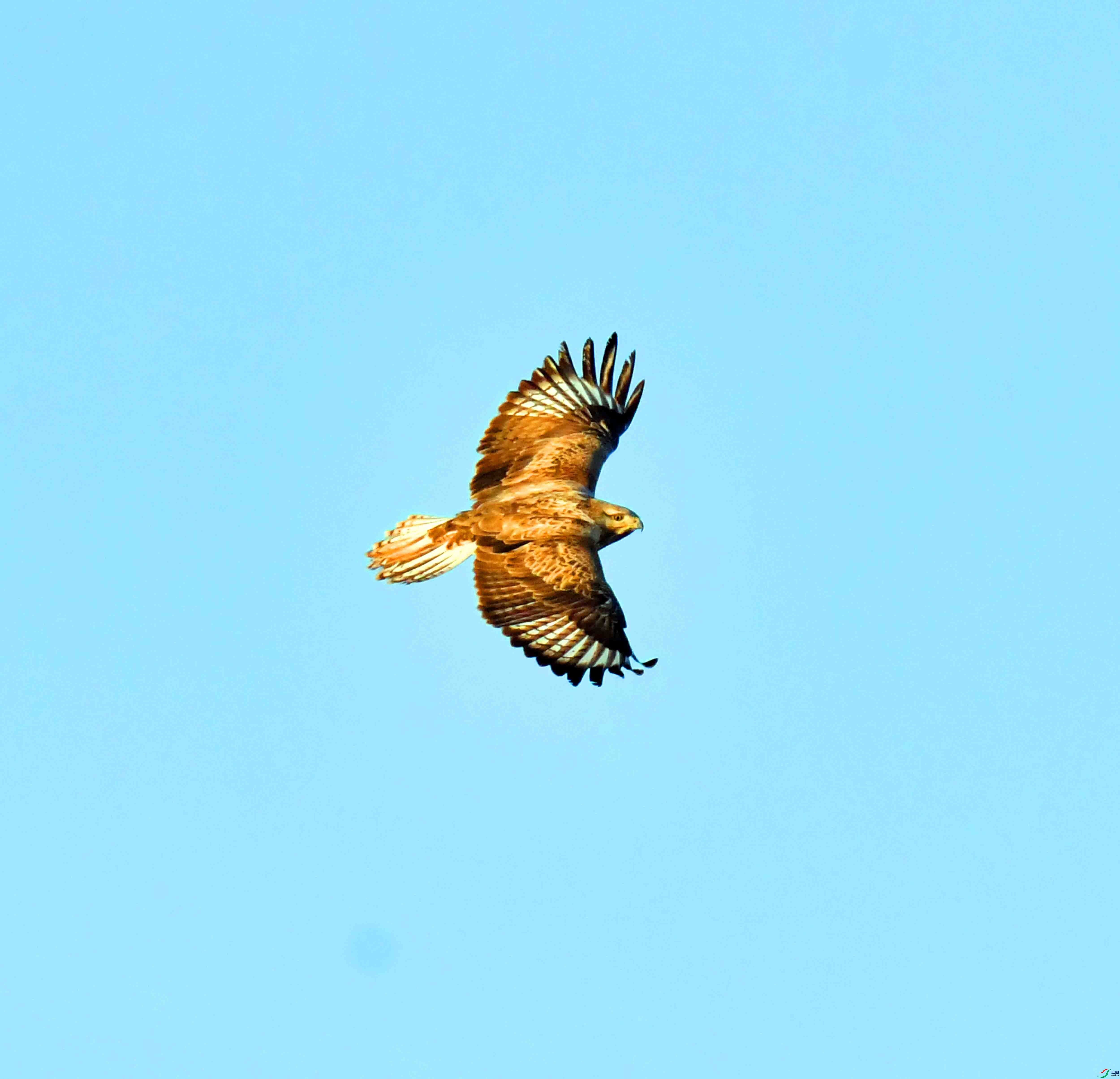 DSC_0346.JPG