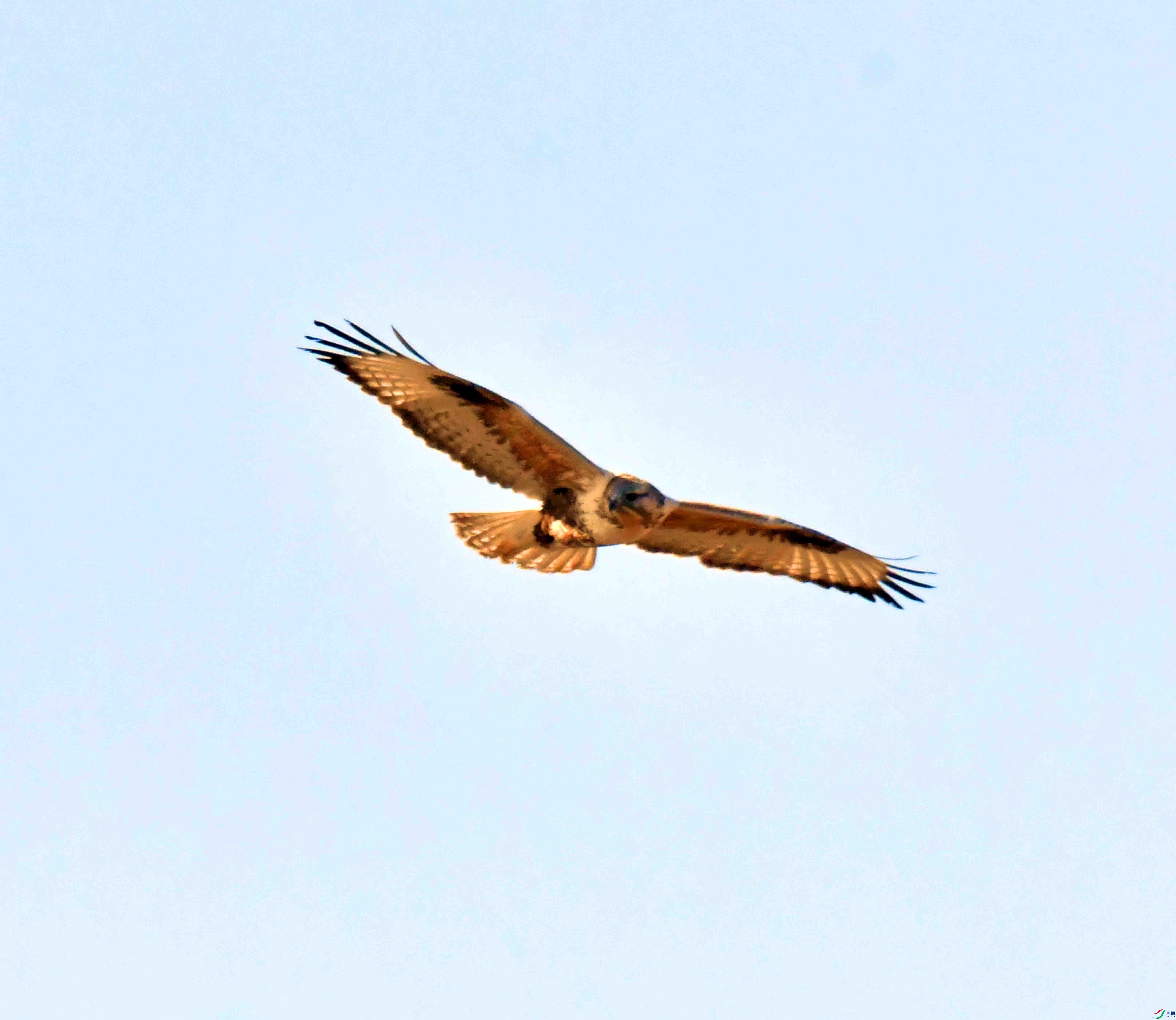 DSC_9515.JPG