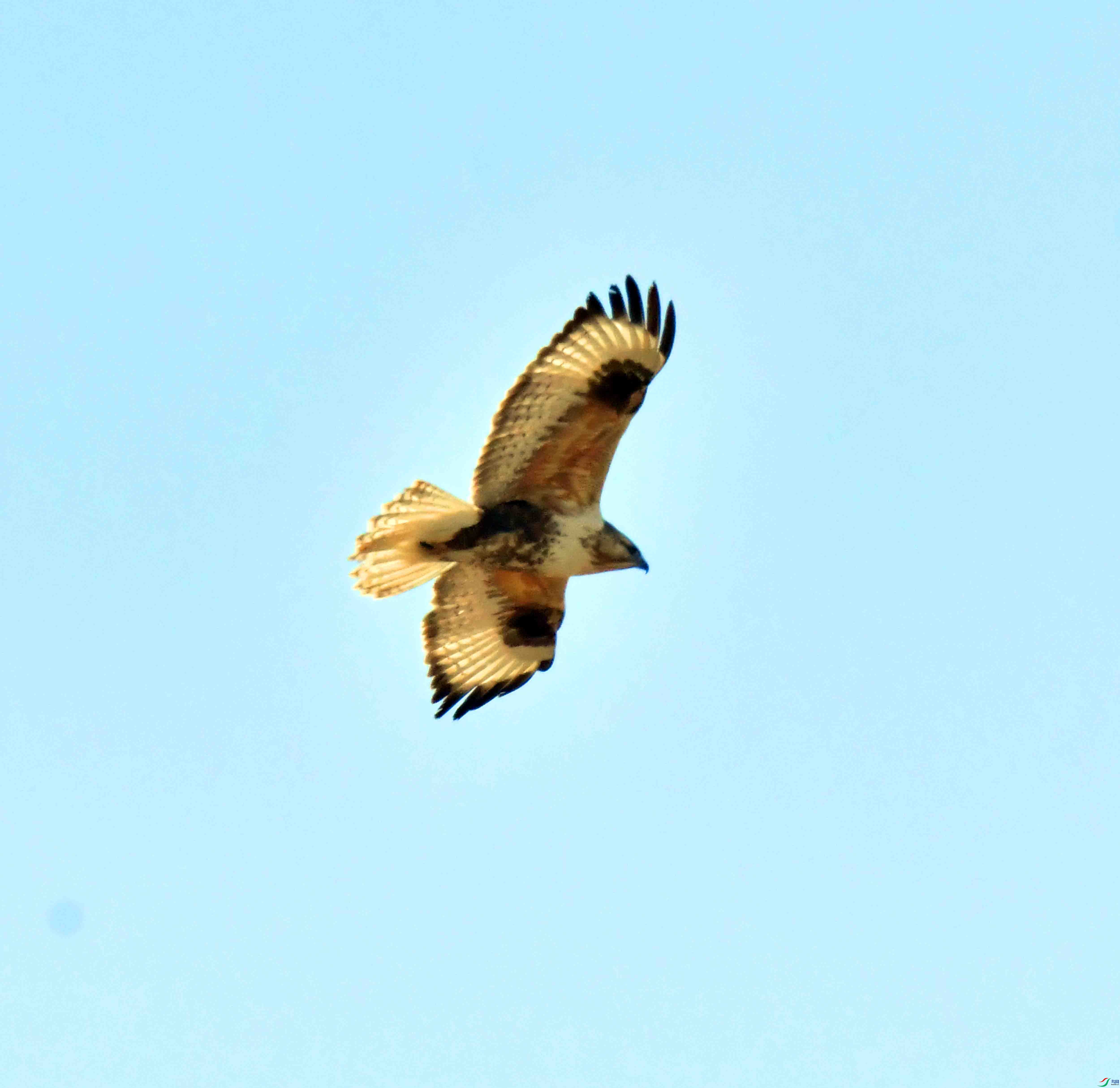 DSC_9521.JPG