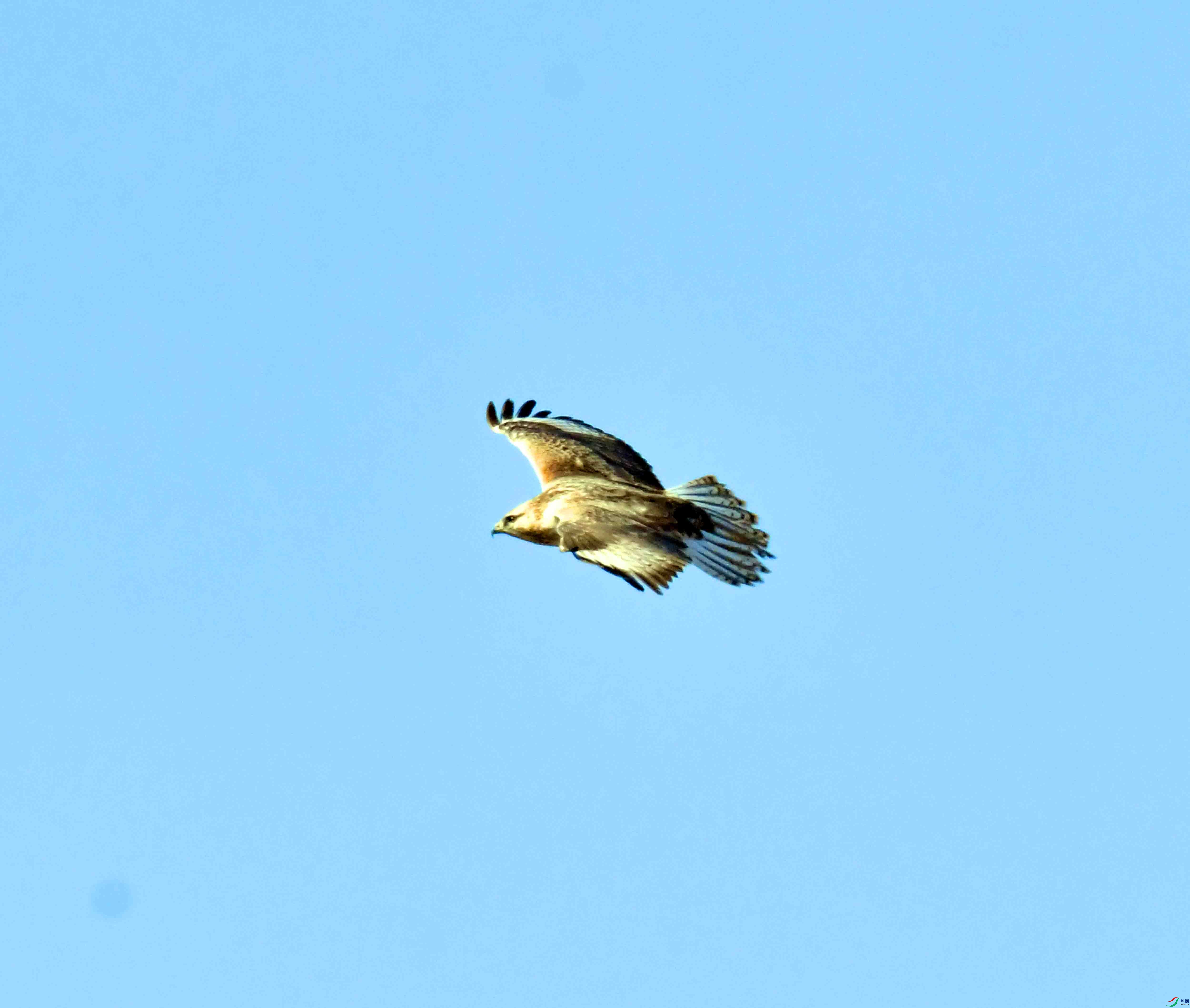 DSC_9523.JPG