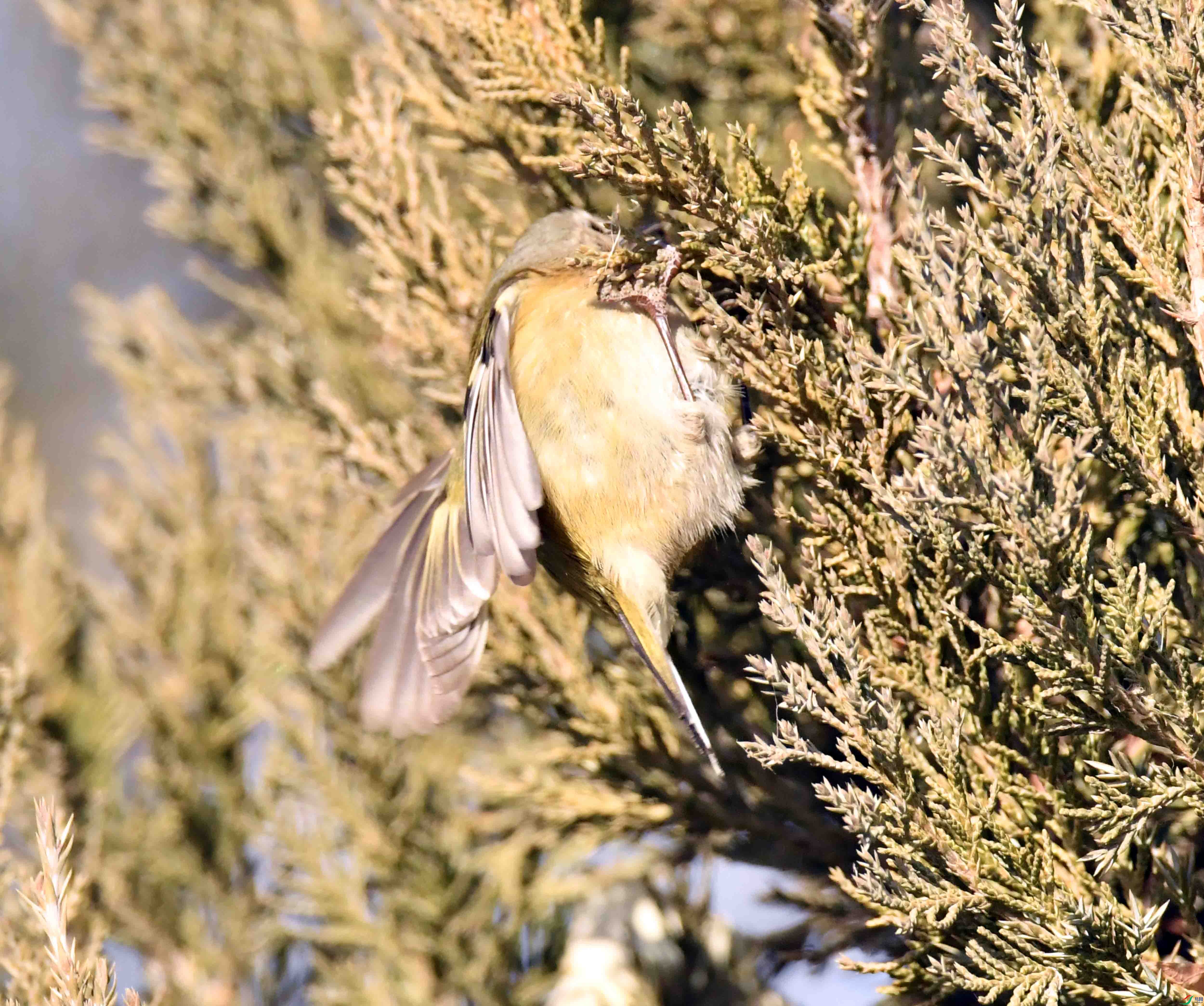 DSC_0512.JPG