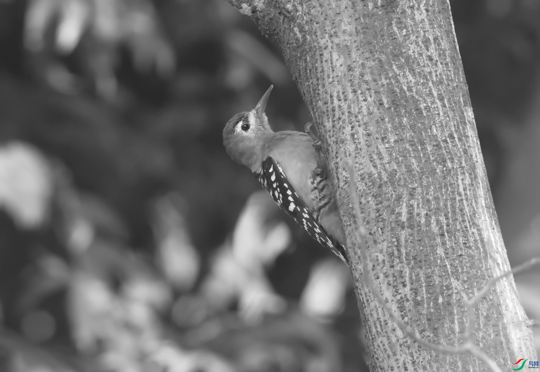 _DSC7756z.jpg