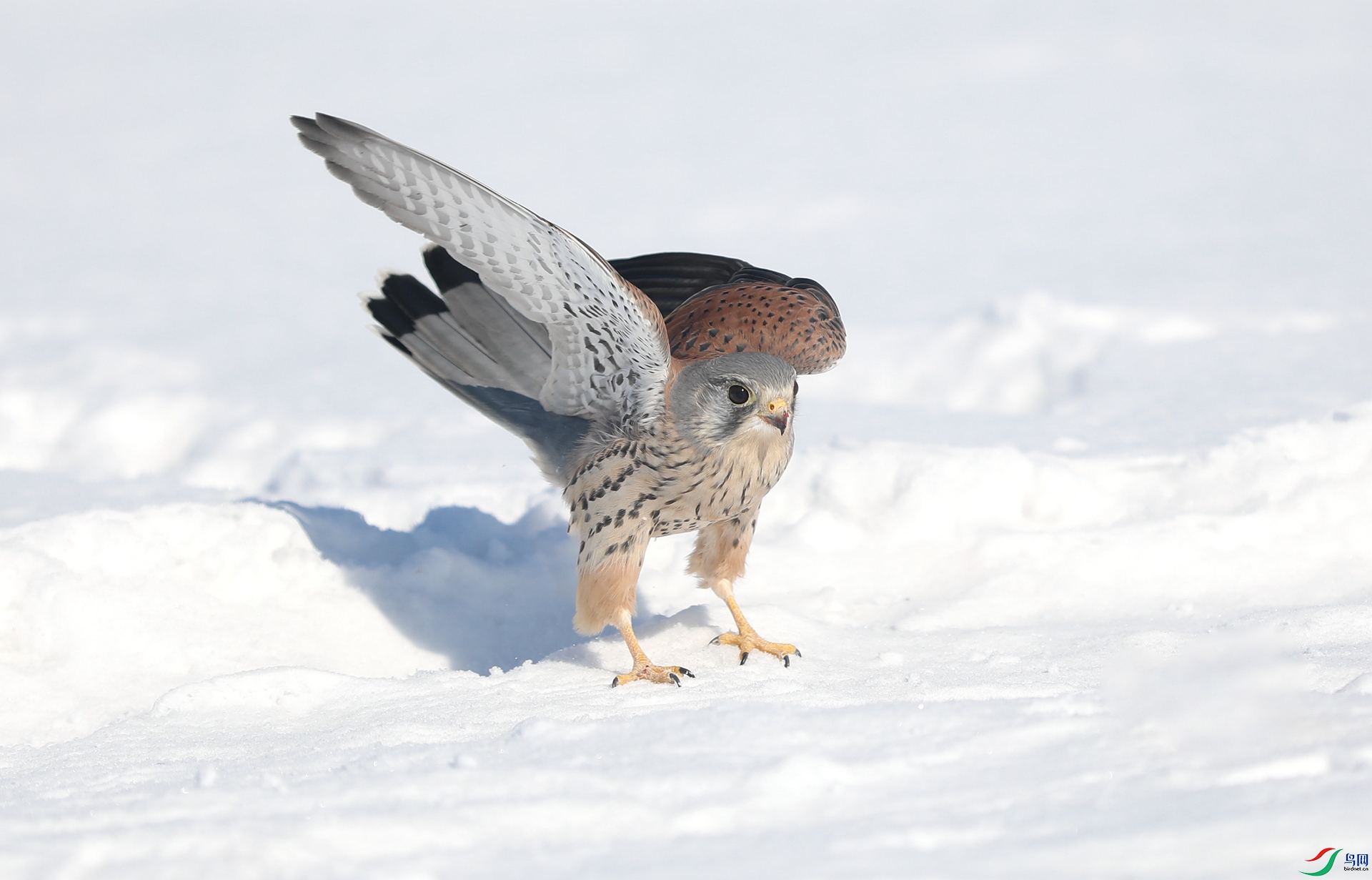 9G8A9117 ����.jpg