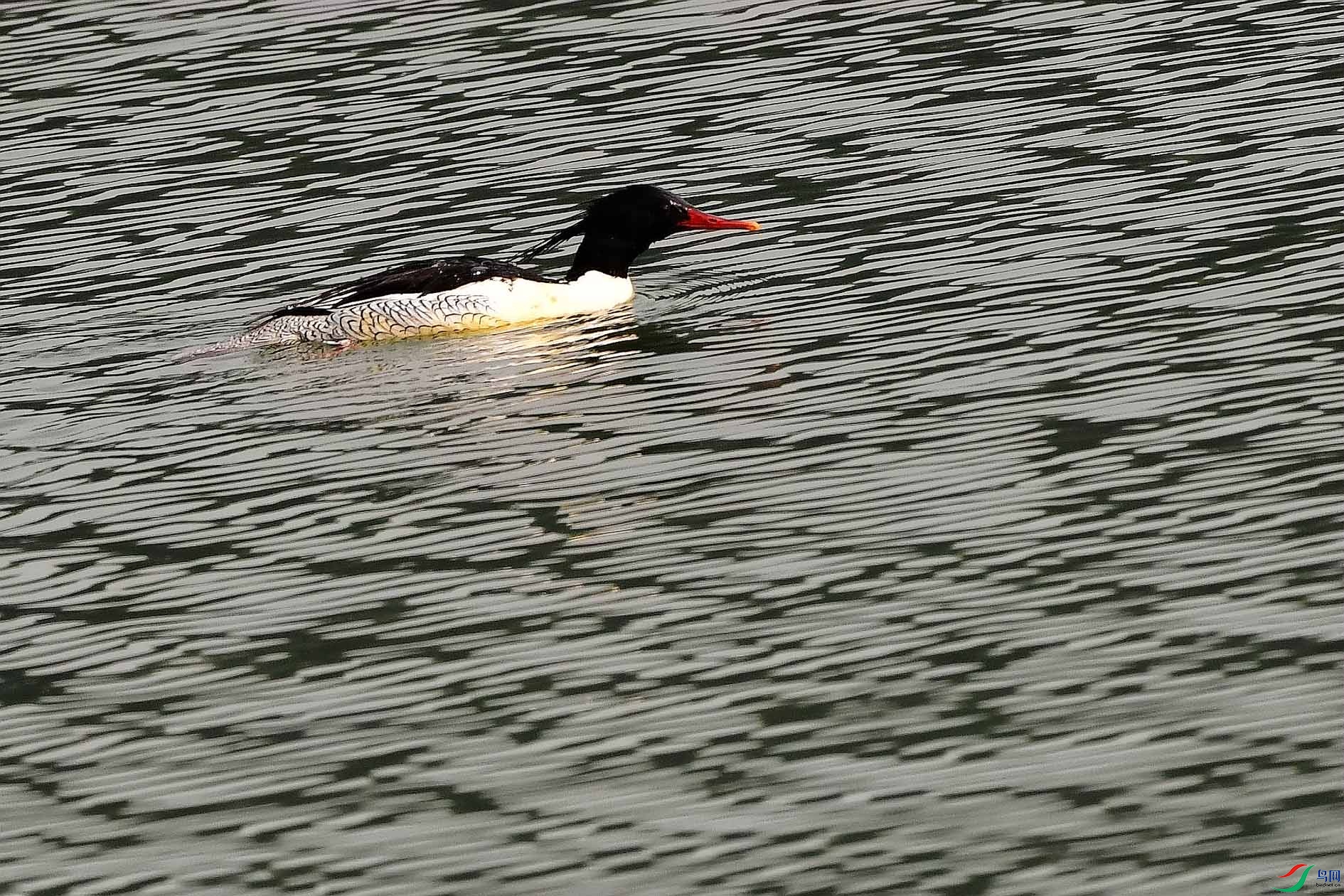 DSC_4042_����.jpg
