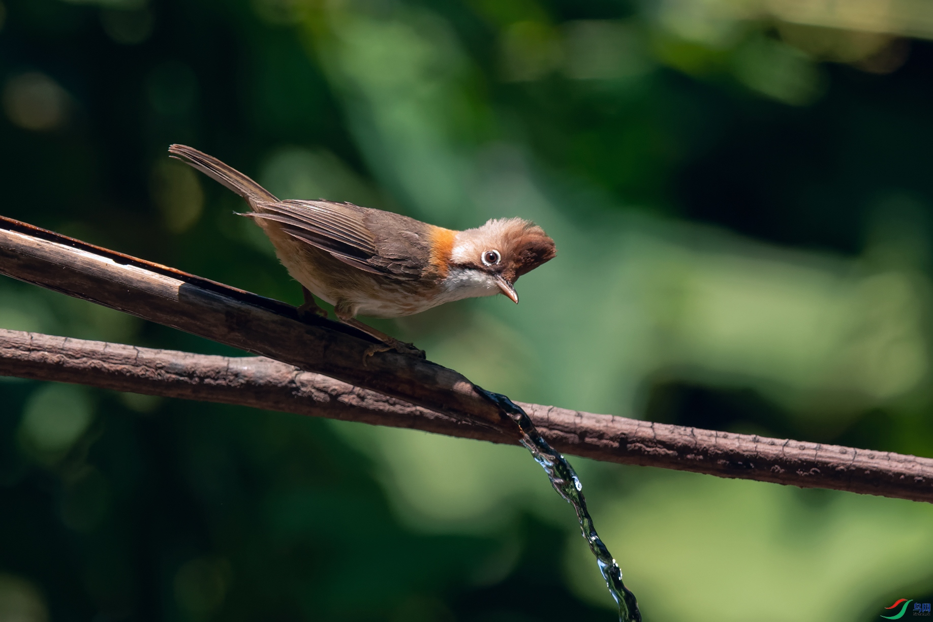 DSC_0977_DxOa.jpg