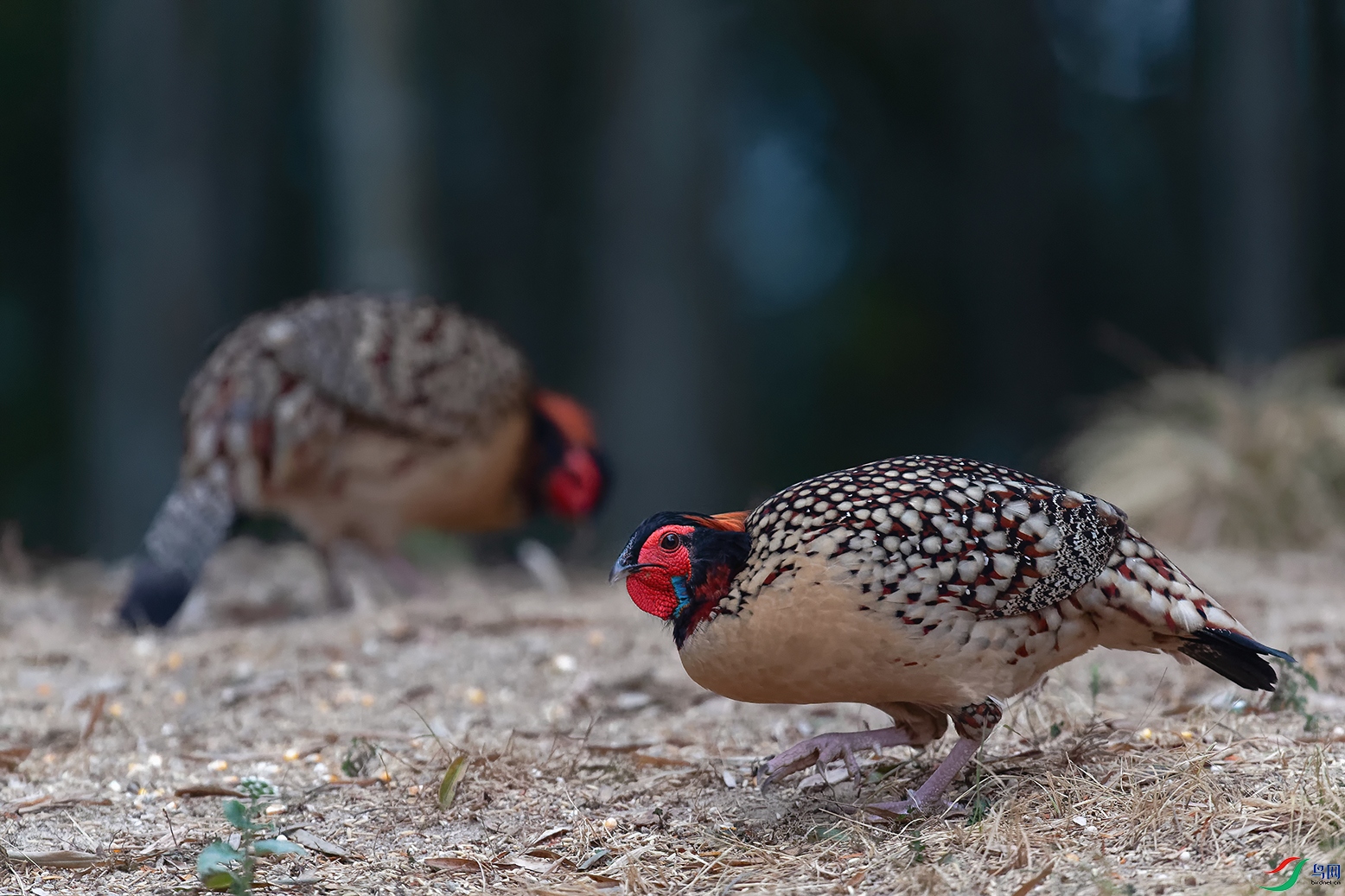 DSC_9820_DxOa.jpg