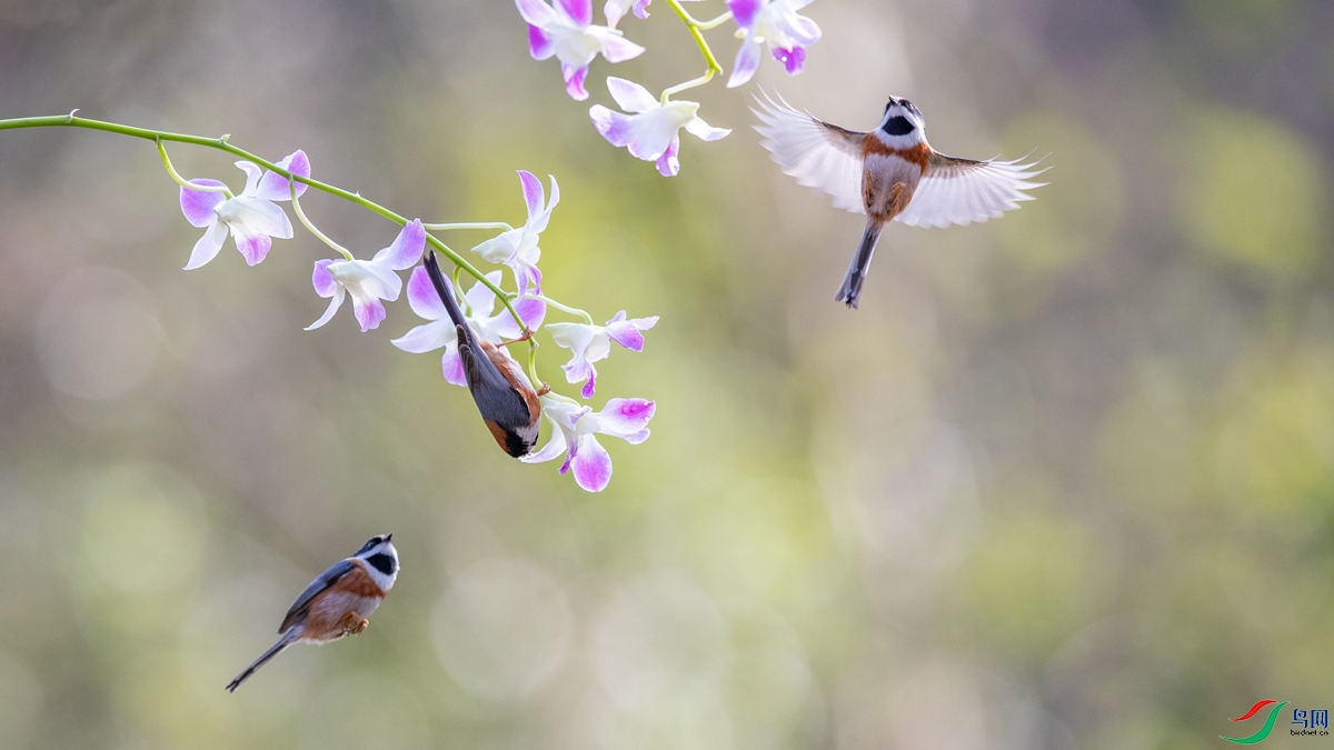 _B6I1071.jpg