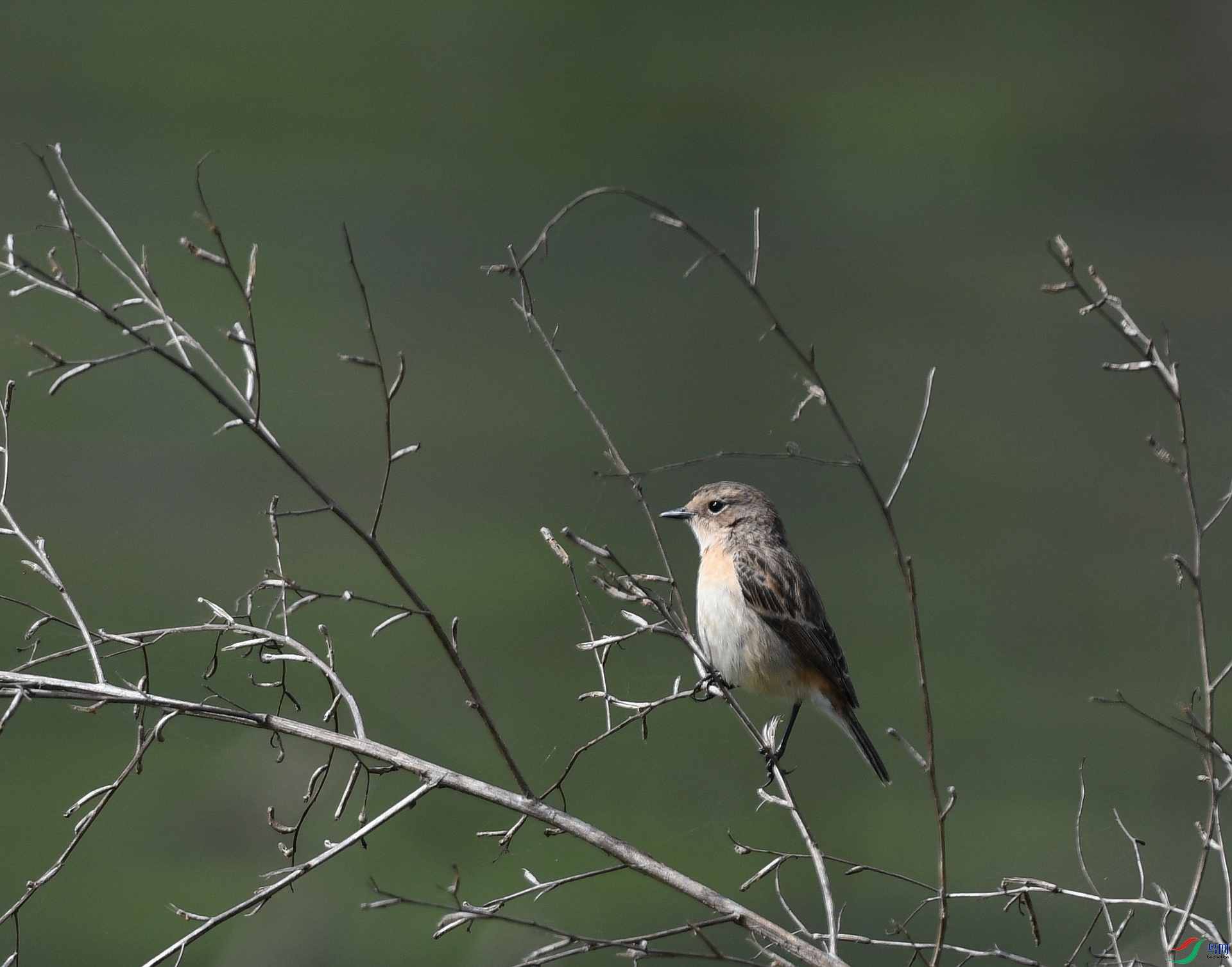DSC_2093.jpg