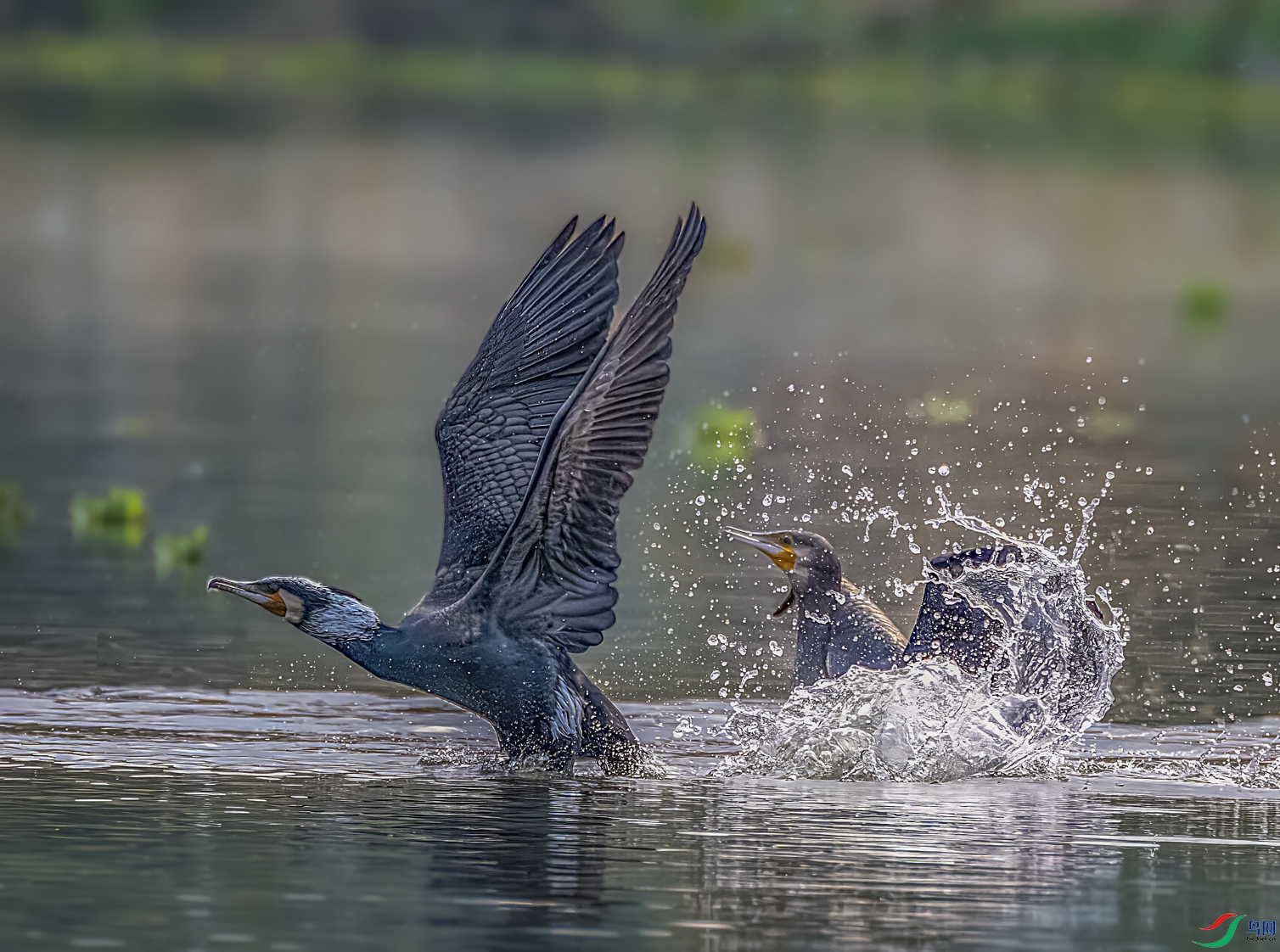 ���̱����