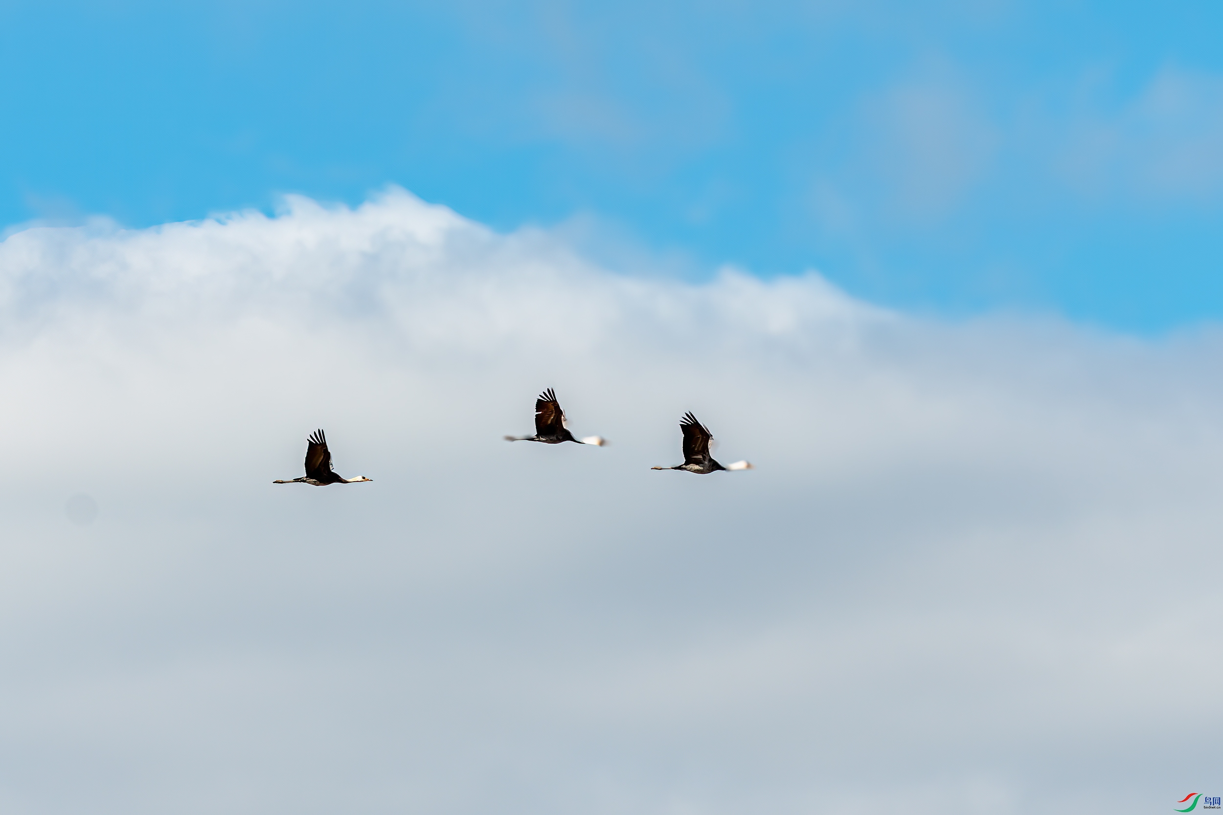 DSC_2652-11.jpg