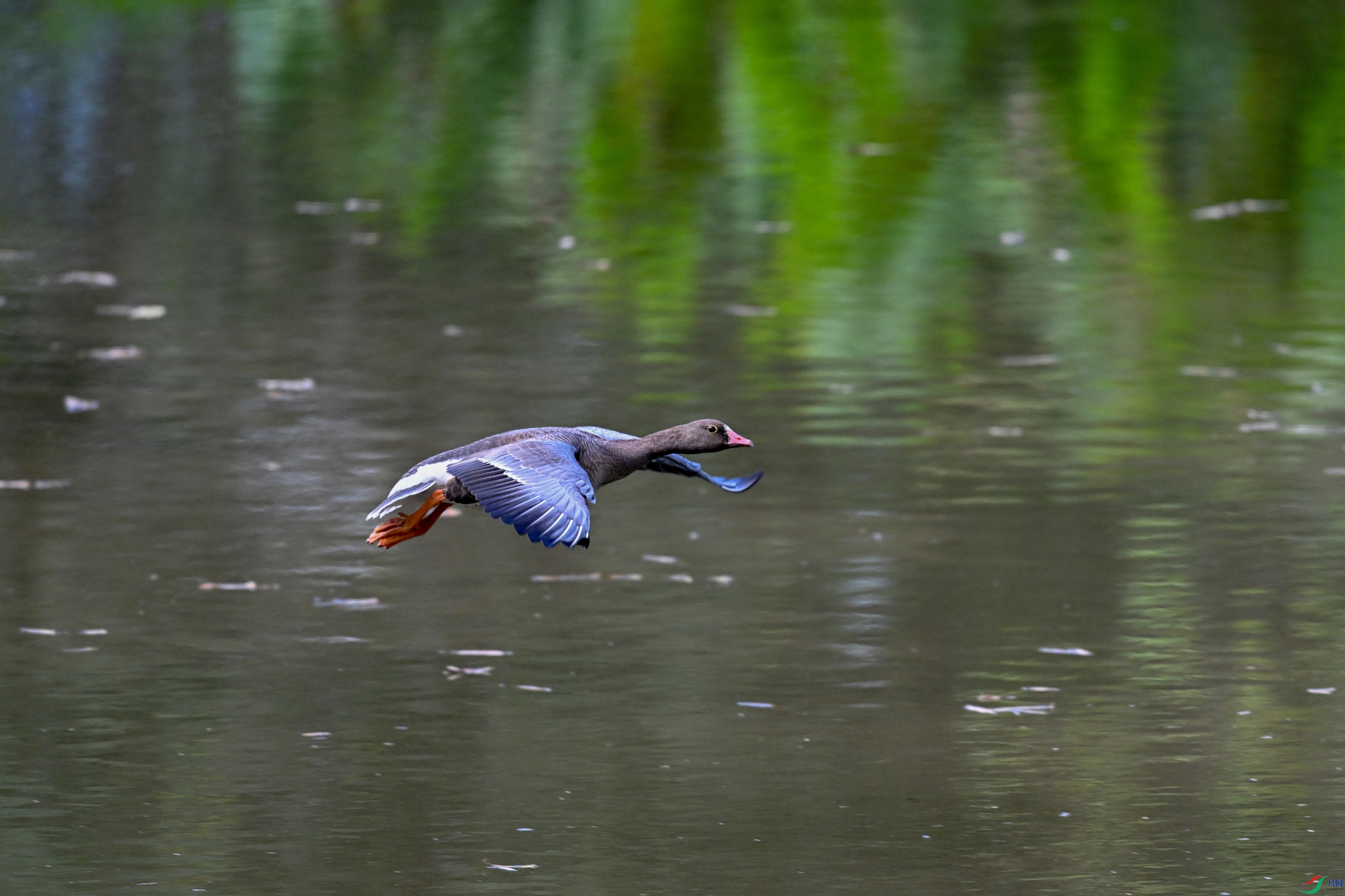 DSC_5441.JPG
