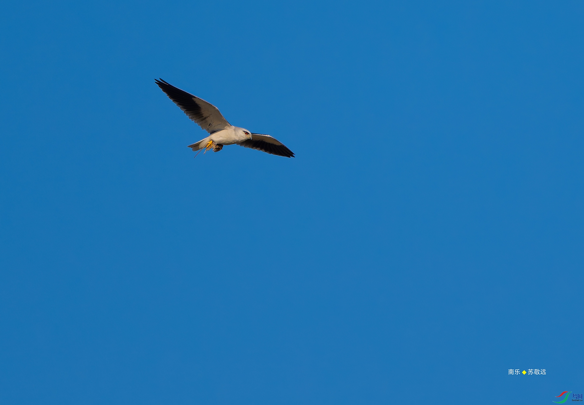 _DSC7110-NEF_DxO_С.jpg