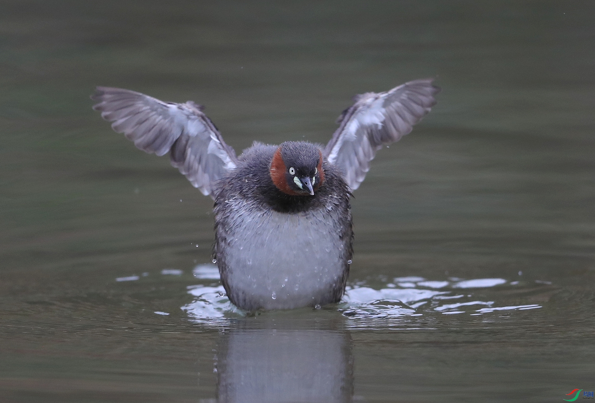 AI0I4981ˮ ��.JPG