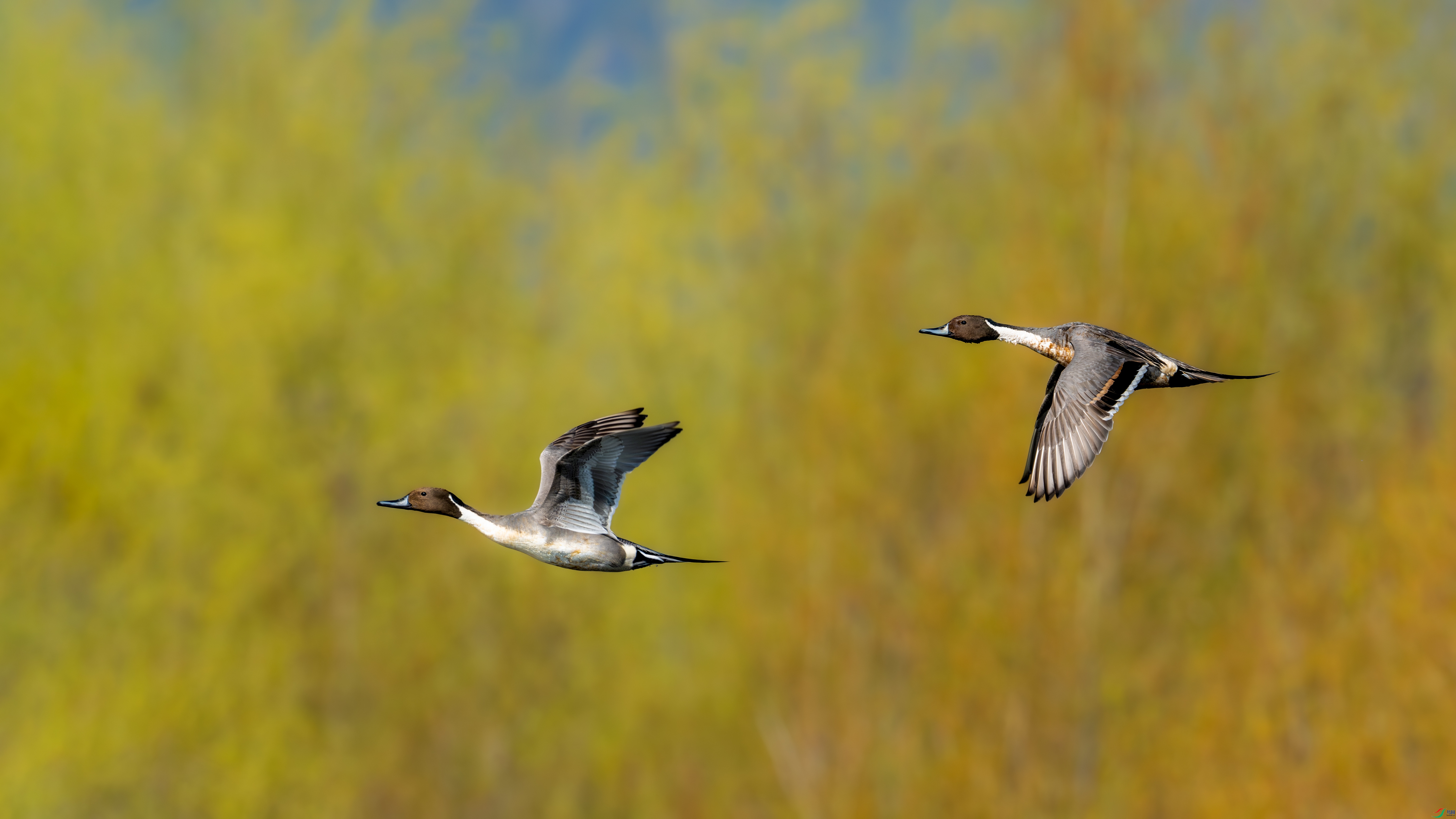 DSC_9560-����ǿ-NR ����1.jpg