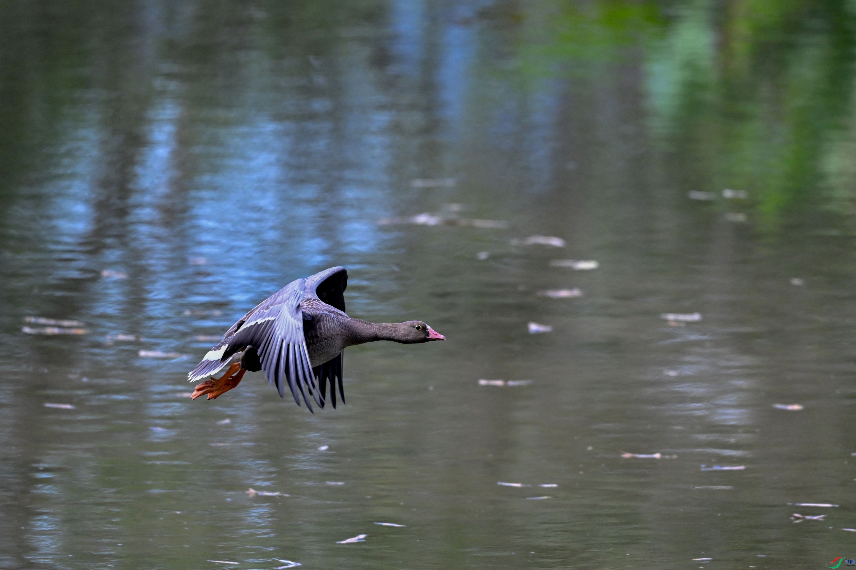 DSC_5438.JPG