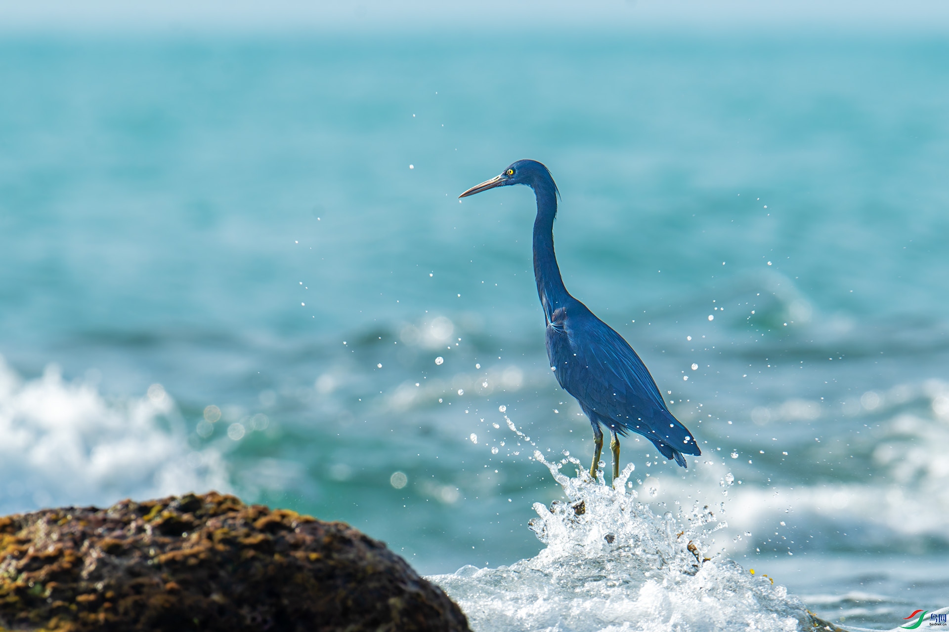 DSC_2930-1.jpg