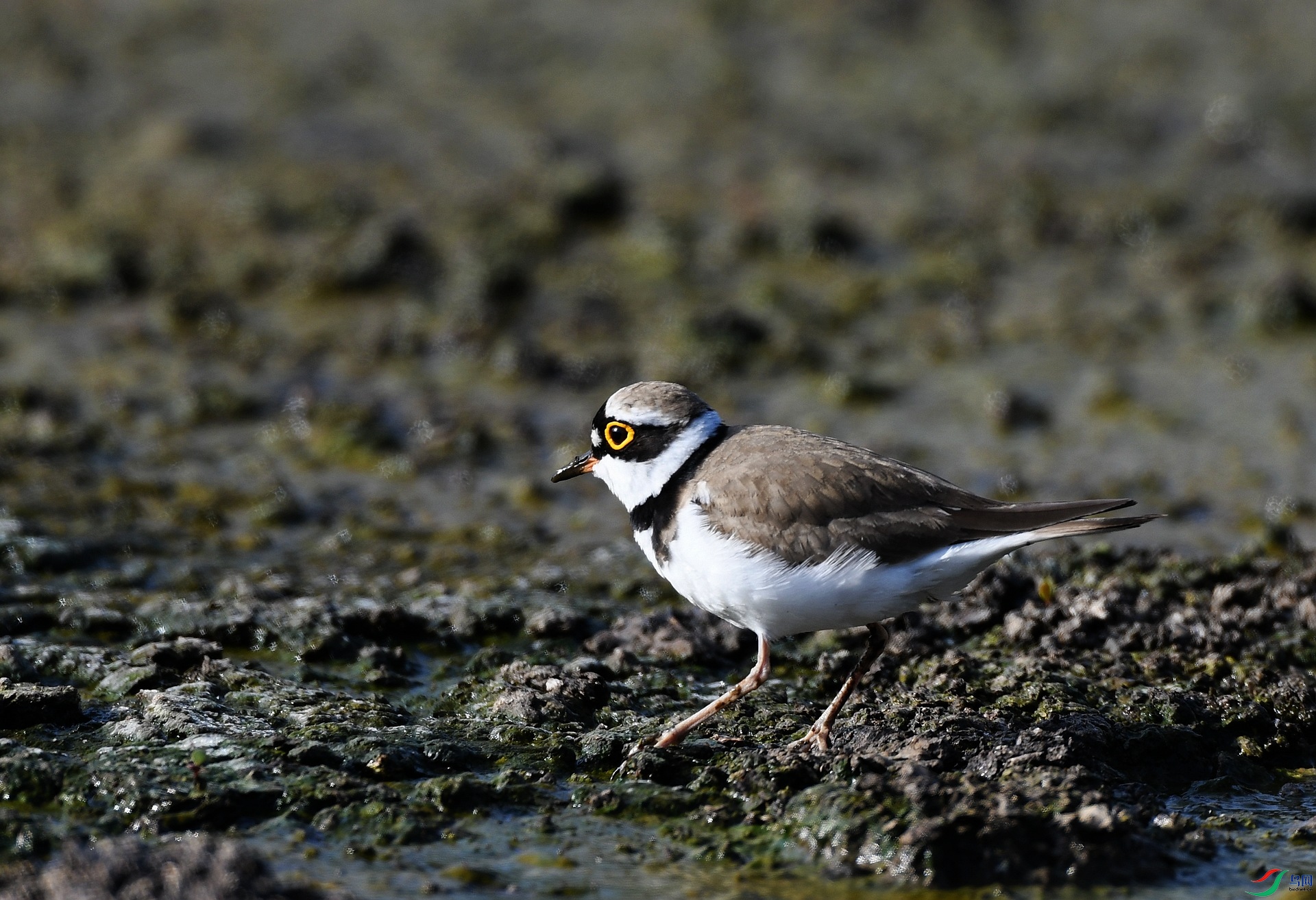 DSC_2172.jpg