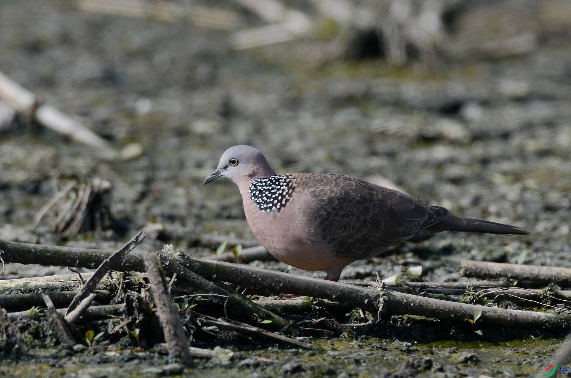 DSC_2431.jpg