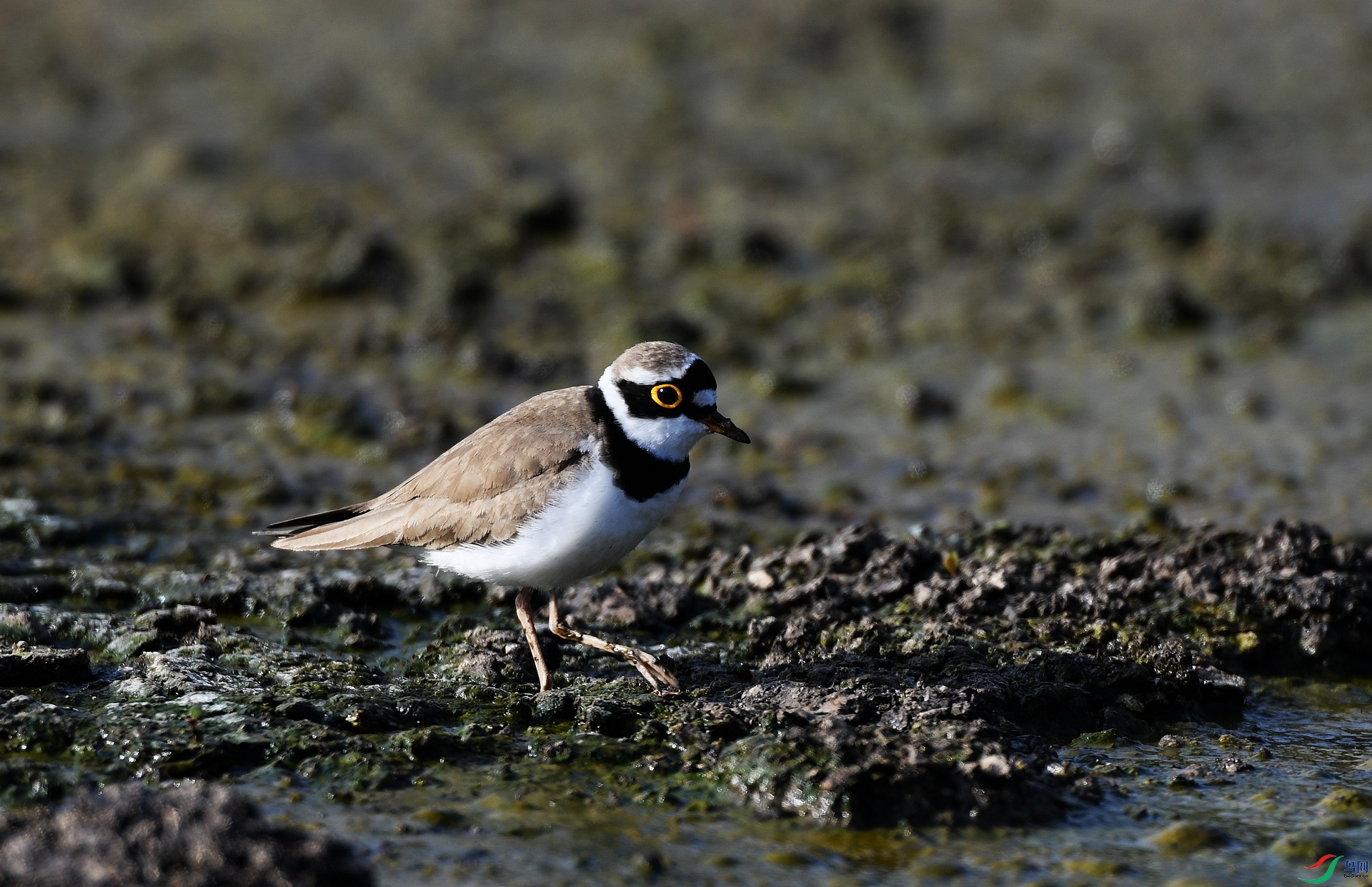 DSC_2168.jpg