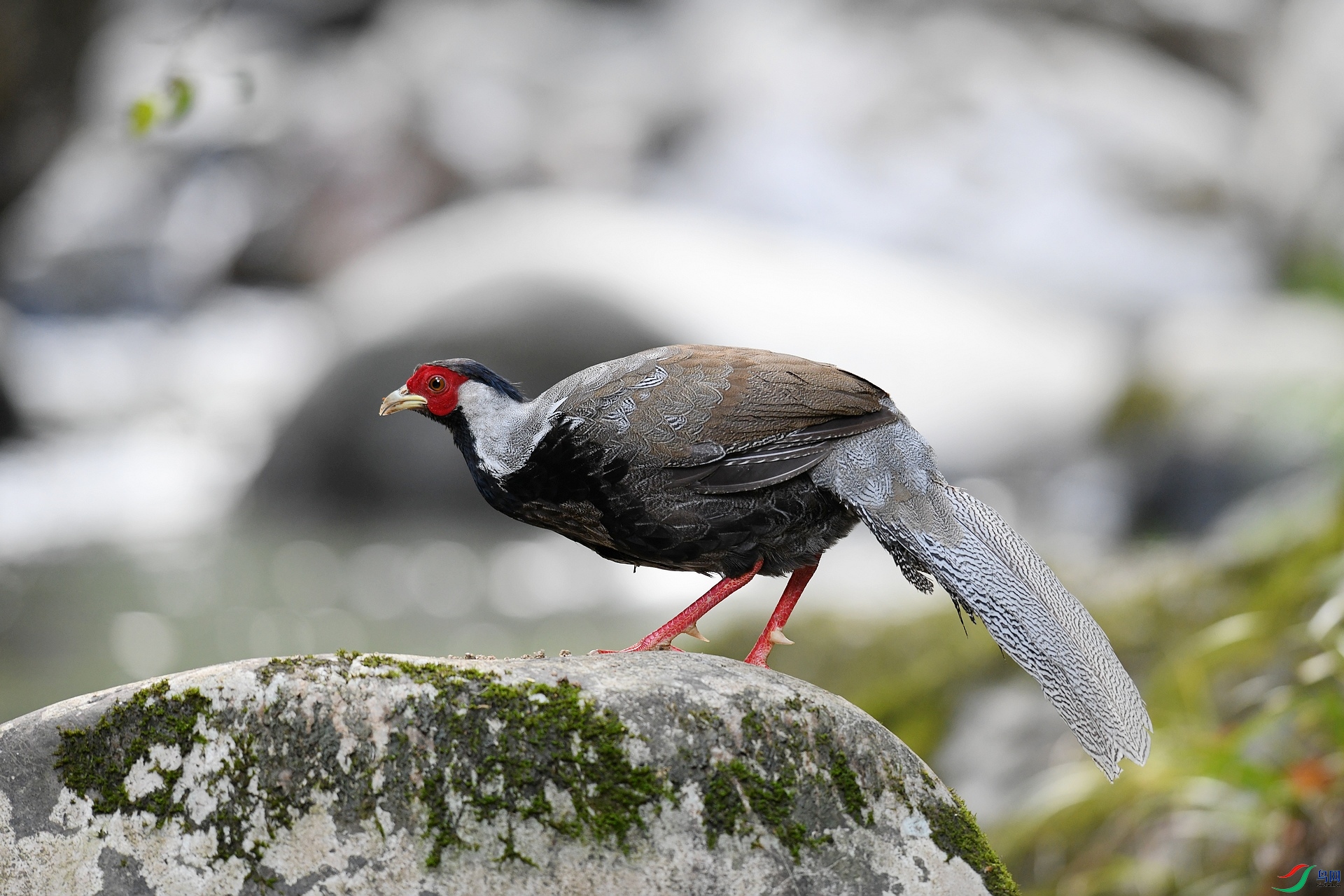 DSC_6677.jpg