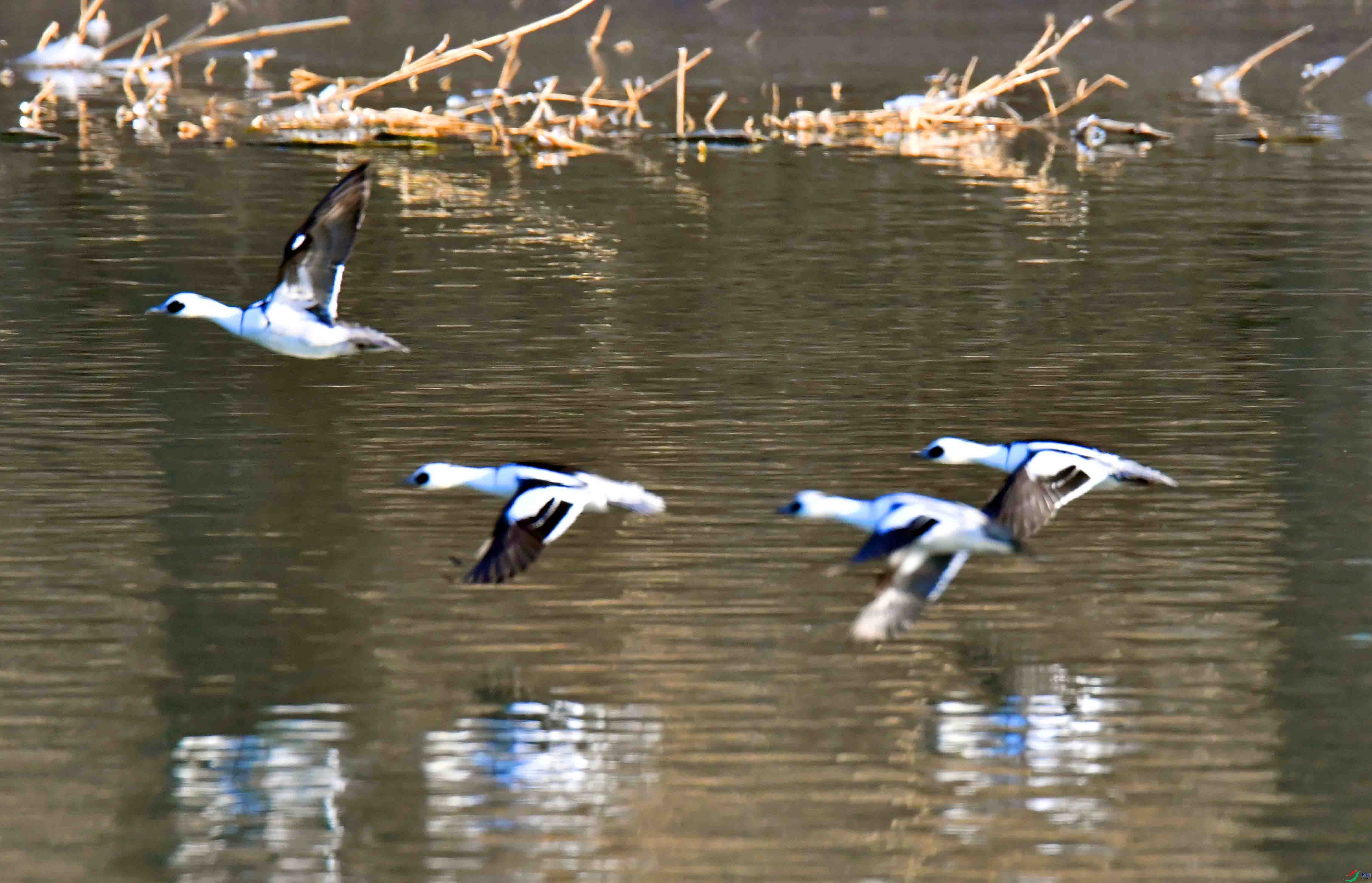 DSC_2830.JPG