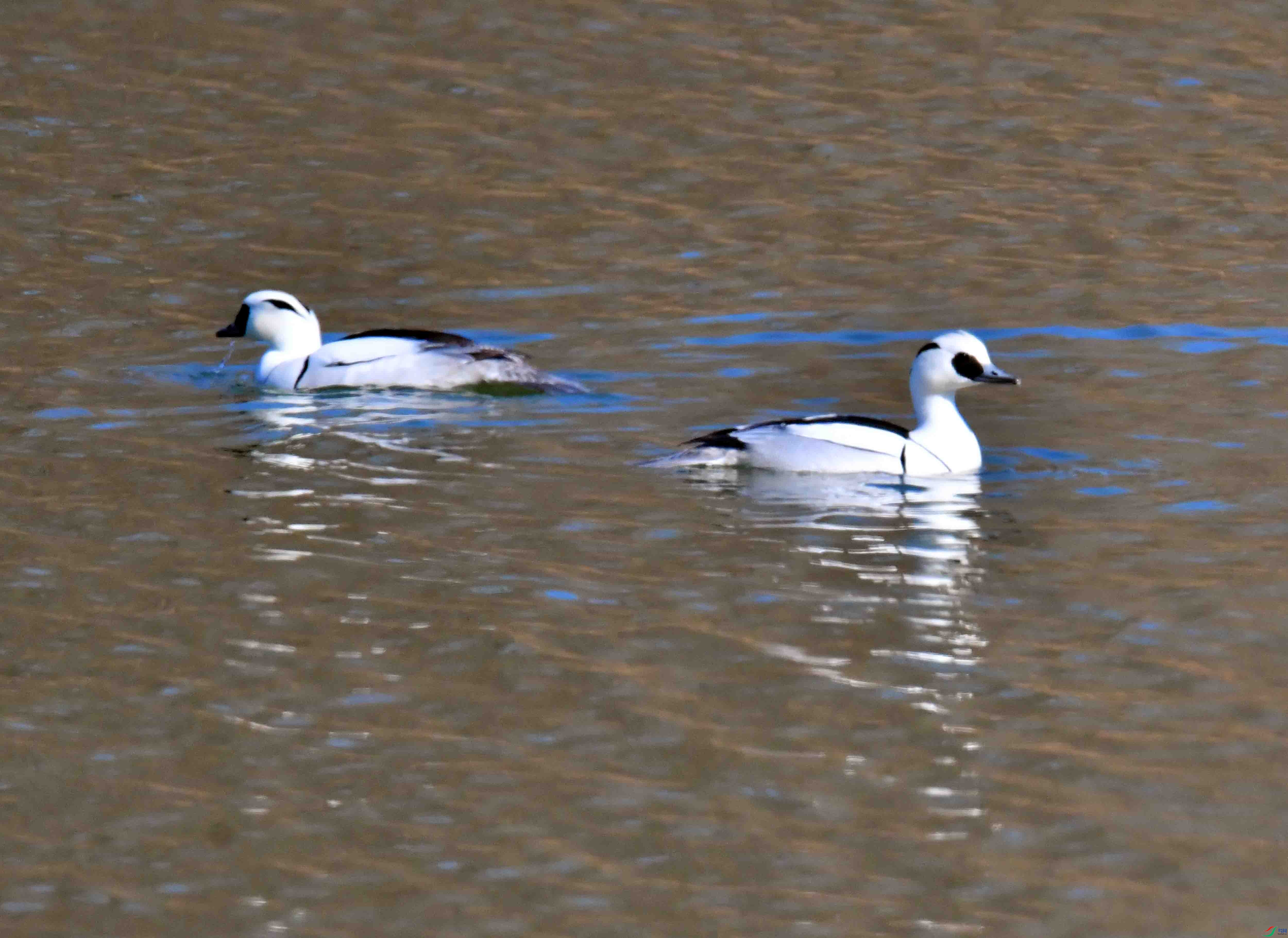 DSC_4006.JPG