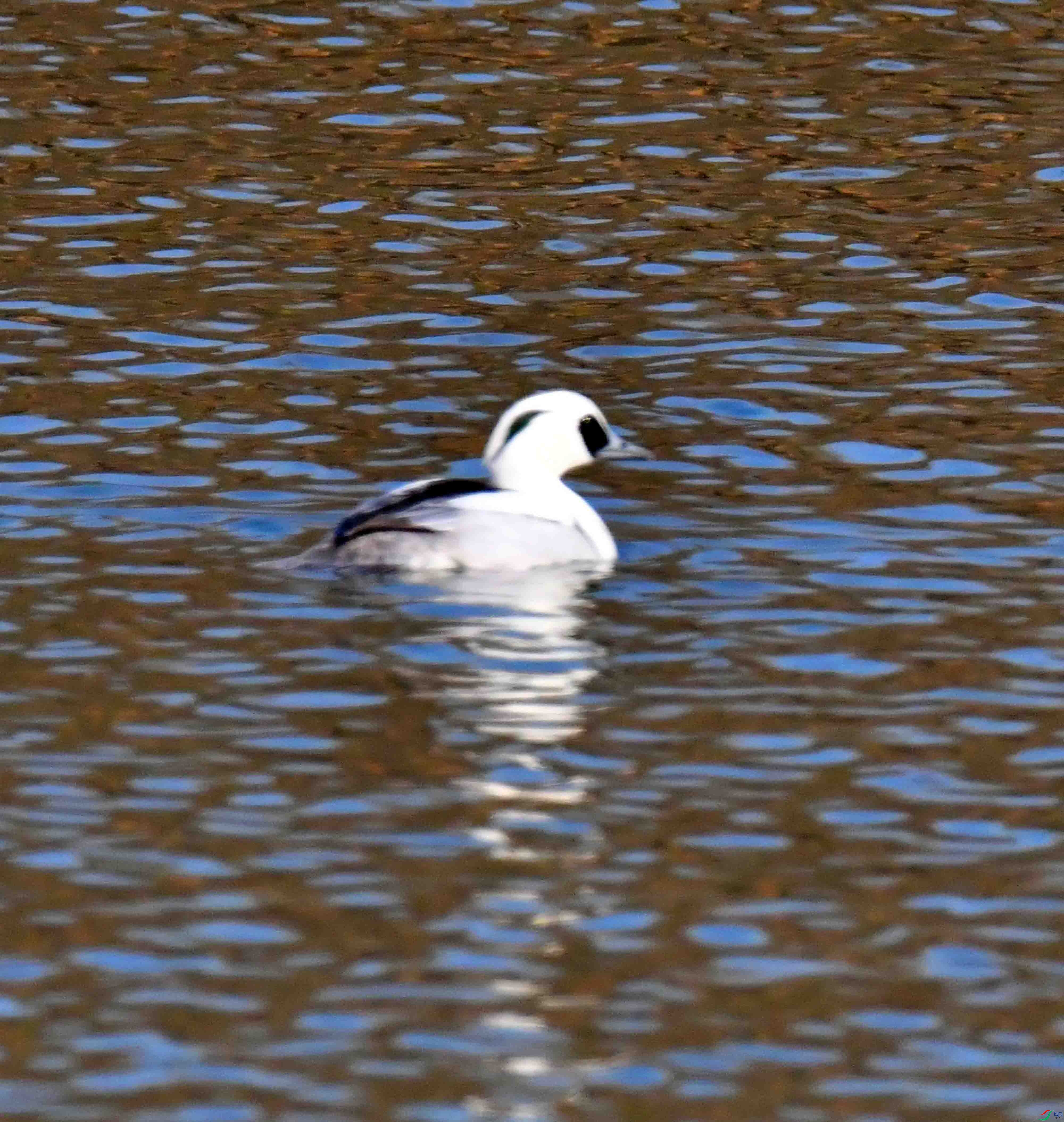 DSC_4035.JPG