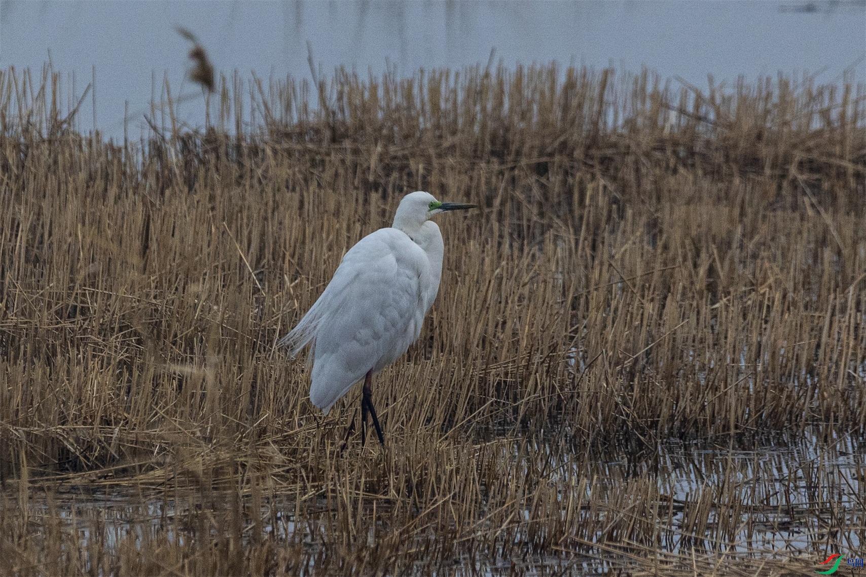 1K3A8168 ����1.jpg