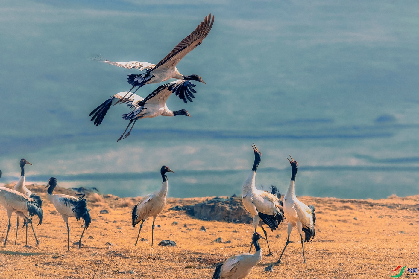 �ھ���----˫�׹����;���