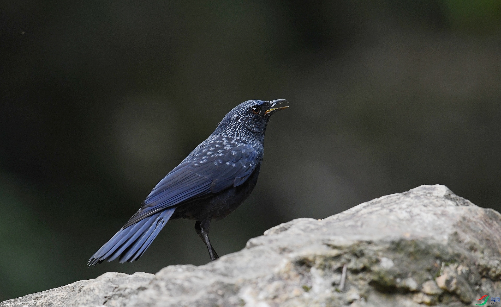 DSC_9320.jpg