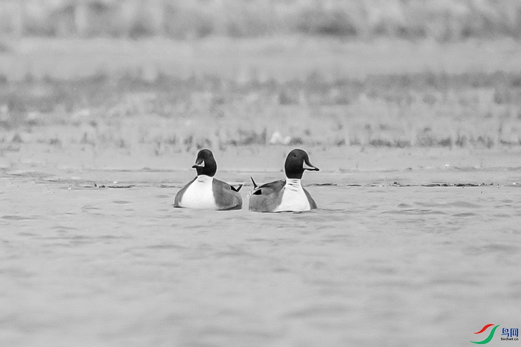 _DSC11730.jpg