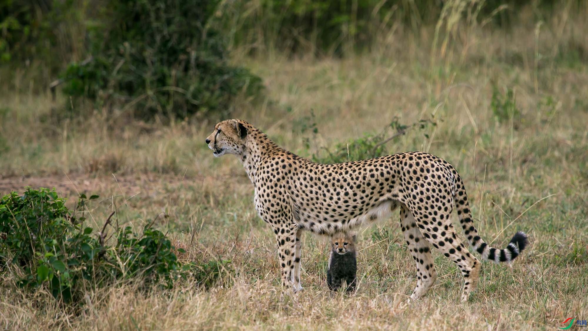 �����Ա�