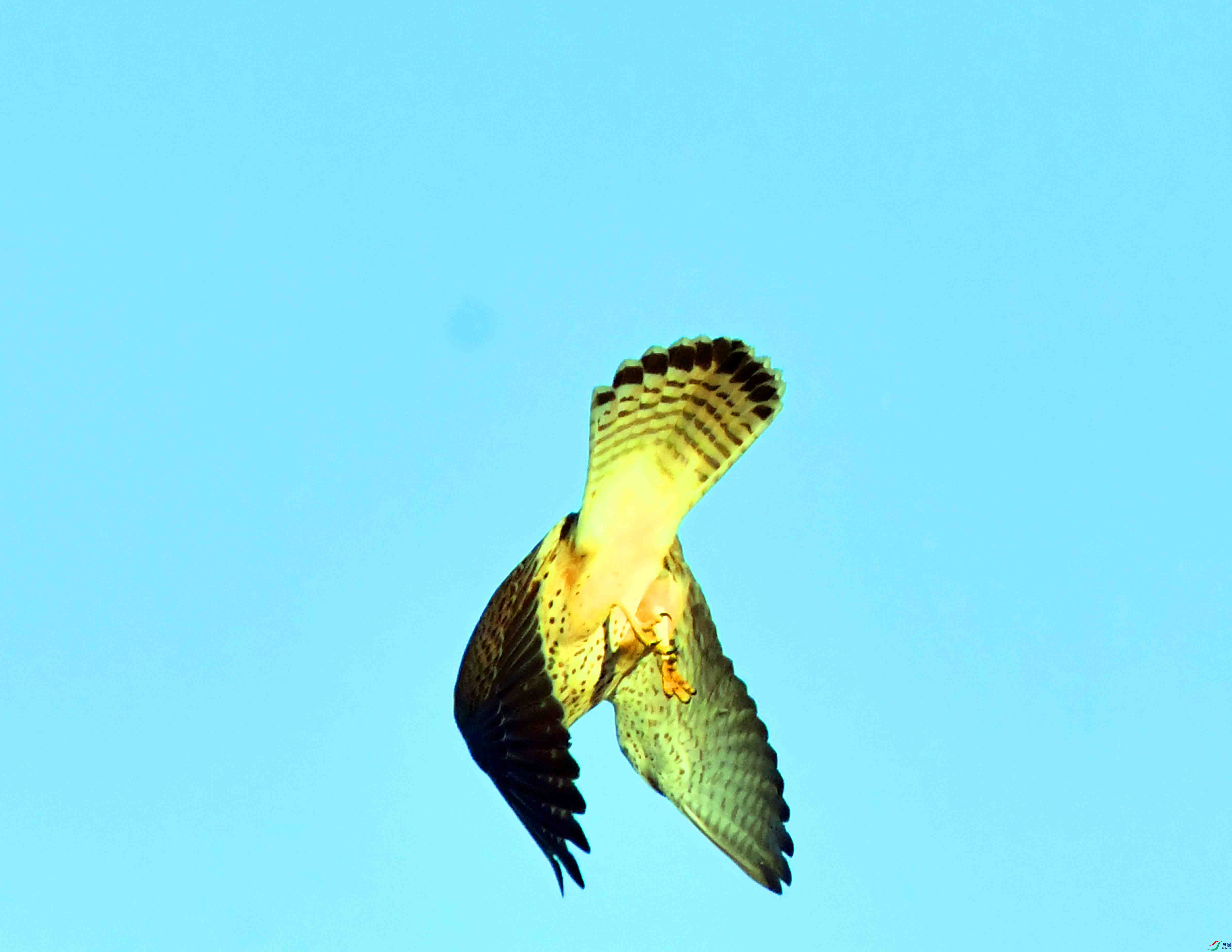 DSC_4145.JPG