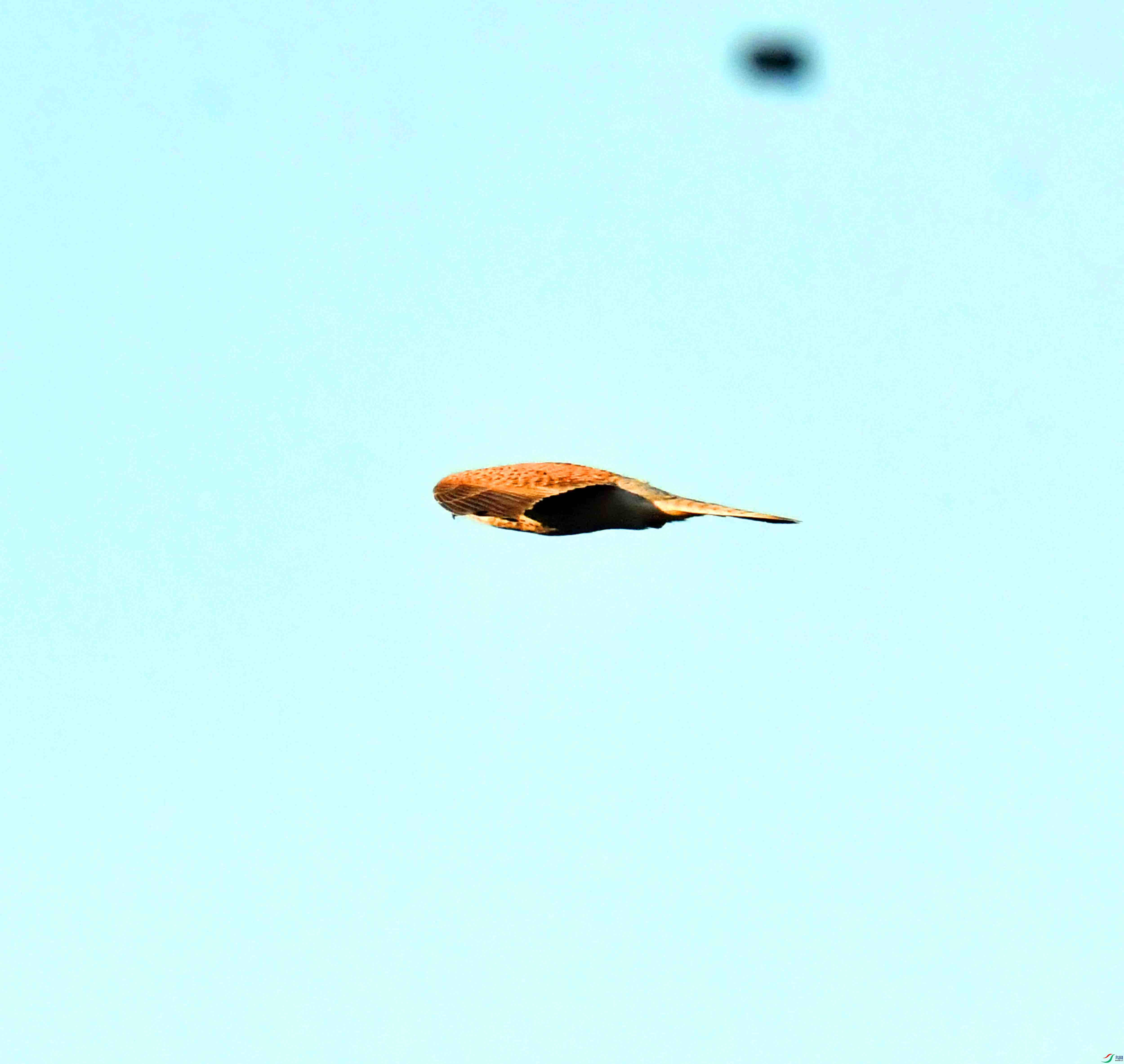 DSC_4156.JPG