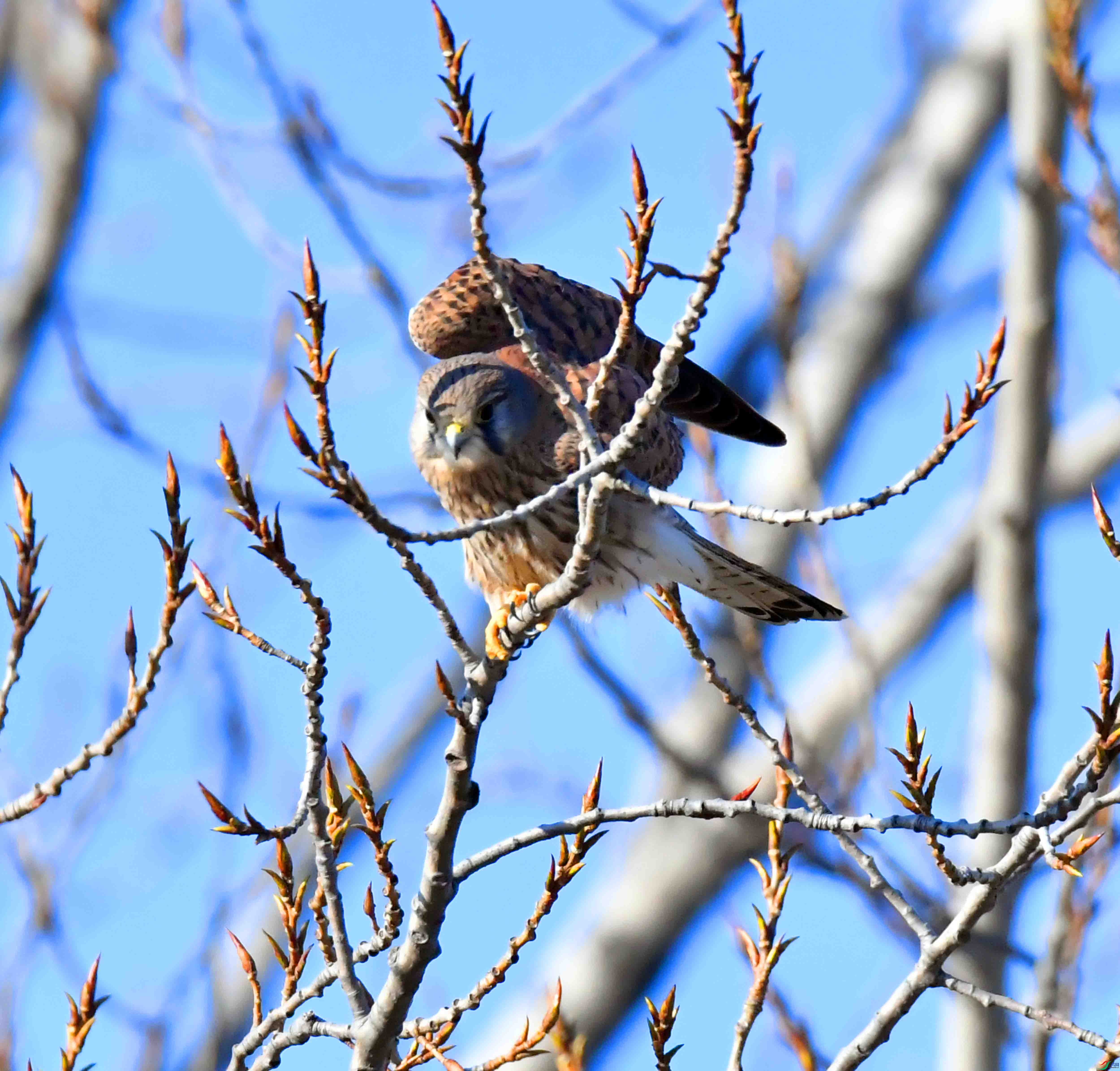 DSC_7330.JPG