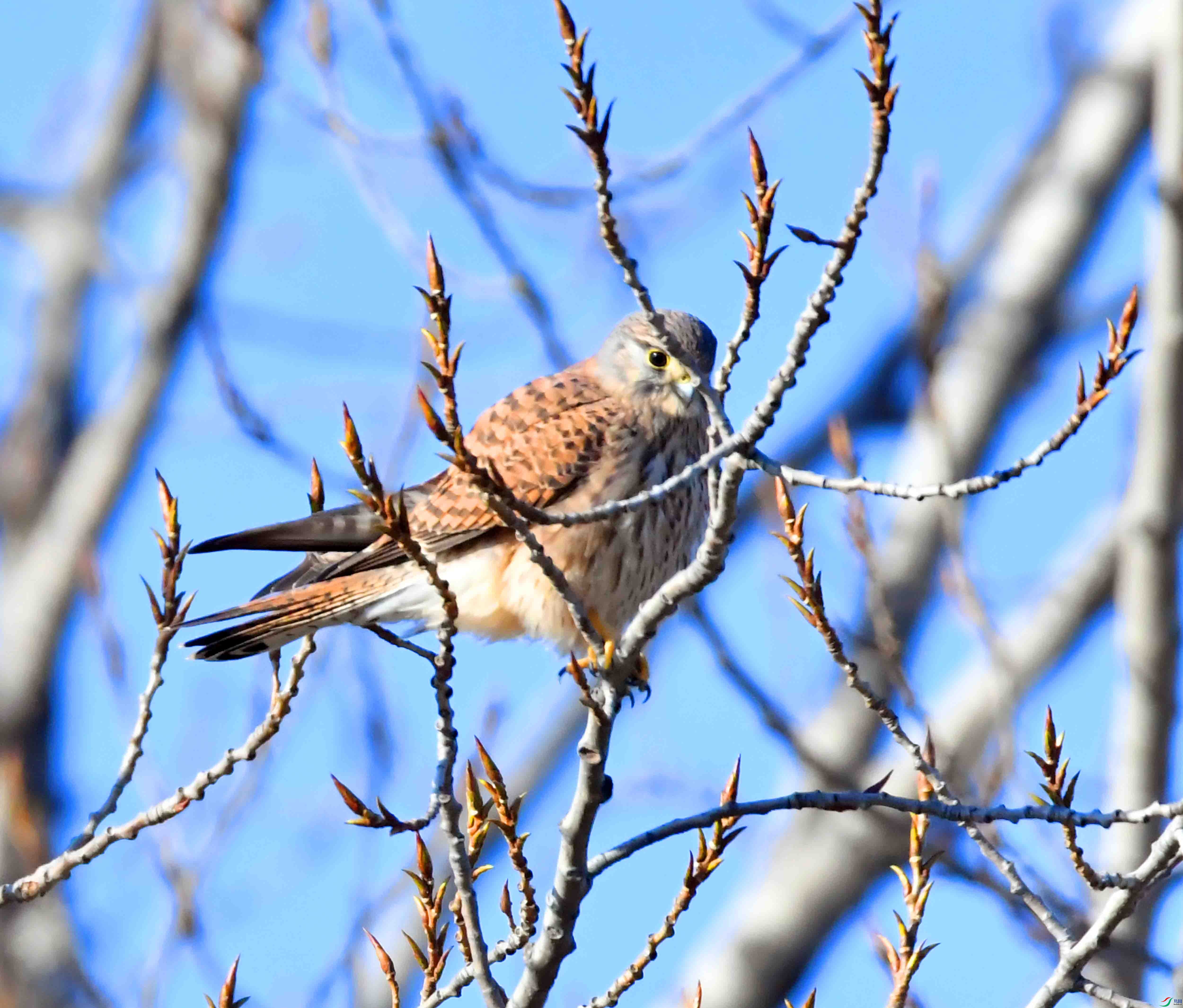 DSC_7326.JPG