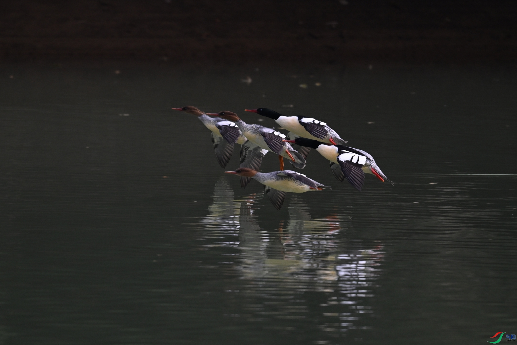 DSC_6941.JPG