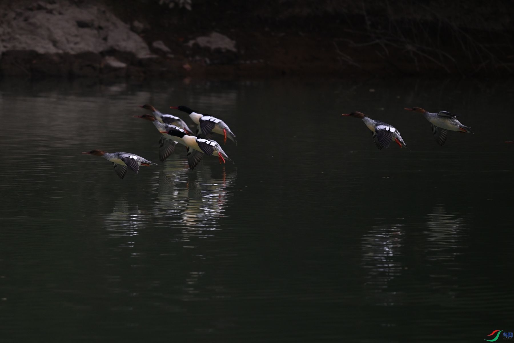 DSC_6948.JPG