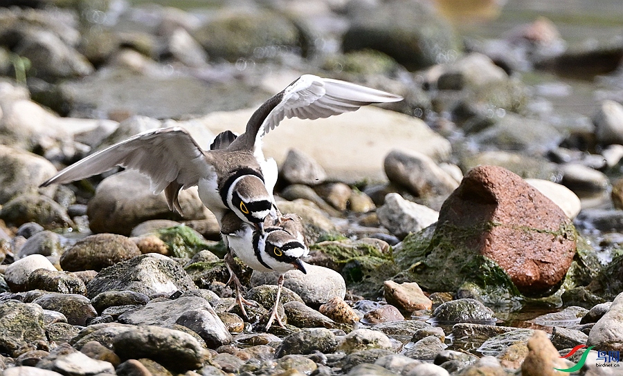 DSC_6631.JPG