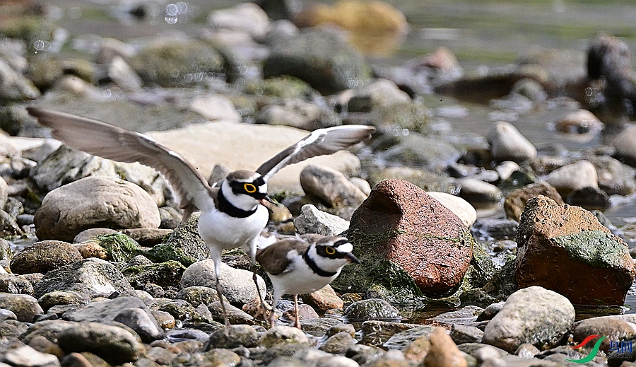 DSC_6633.JPG