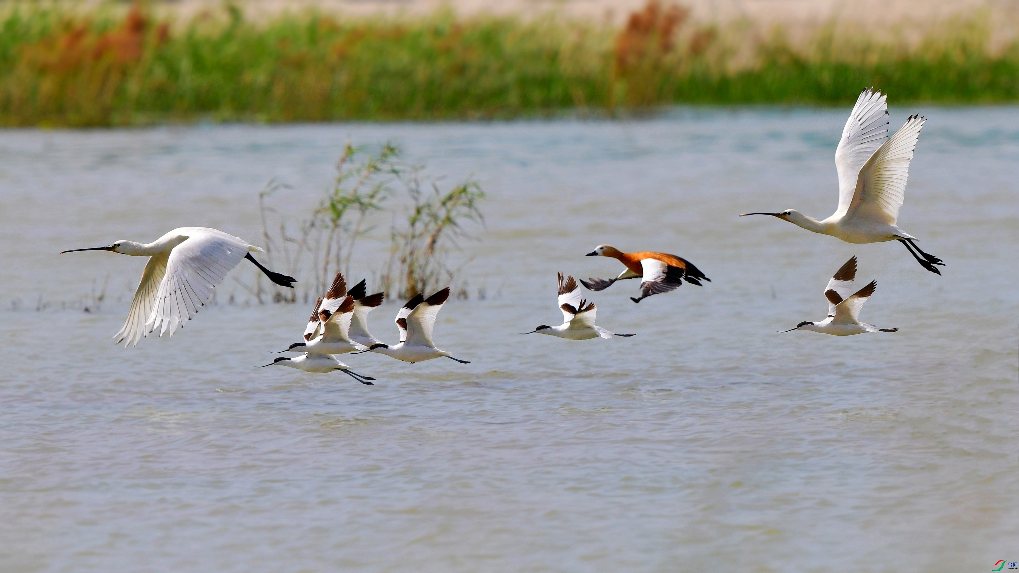 DSC_7097_conew9.jpg