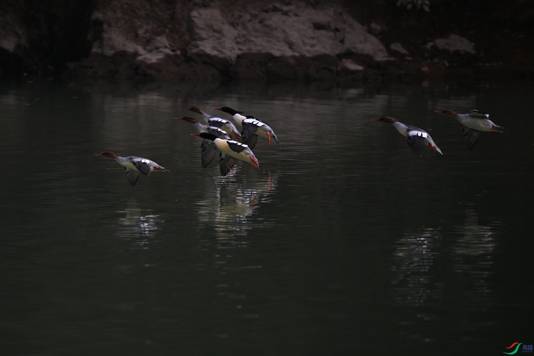 DSC_6950.JPG