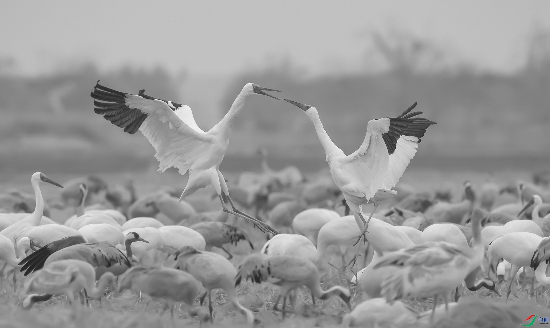 DSC_�׺�-1.jpg