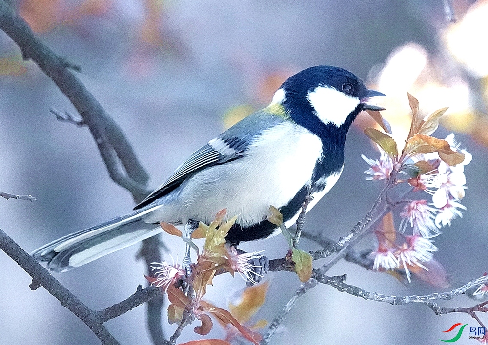 DSC09005_����.jpg
