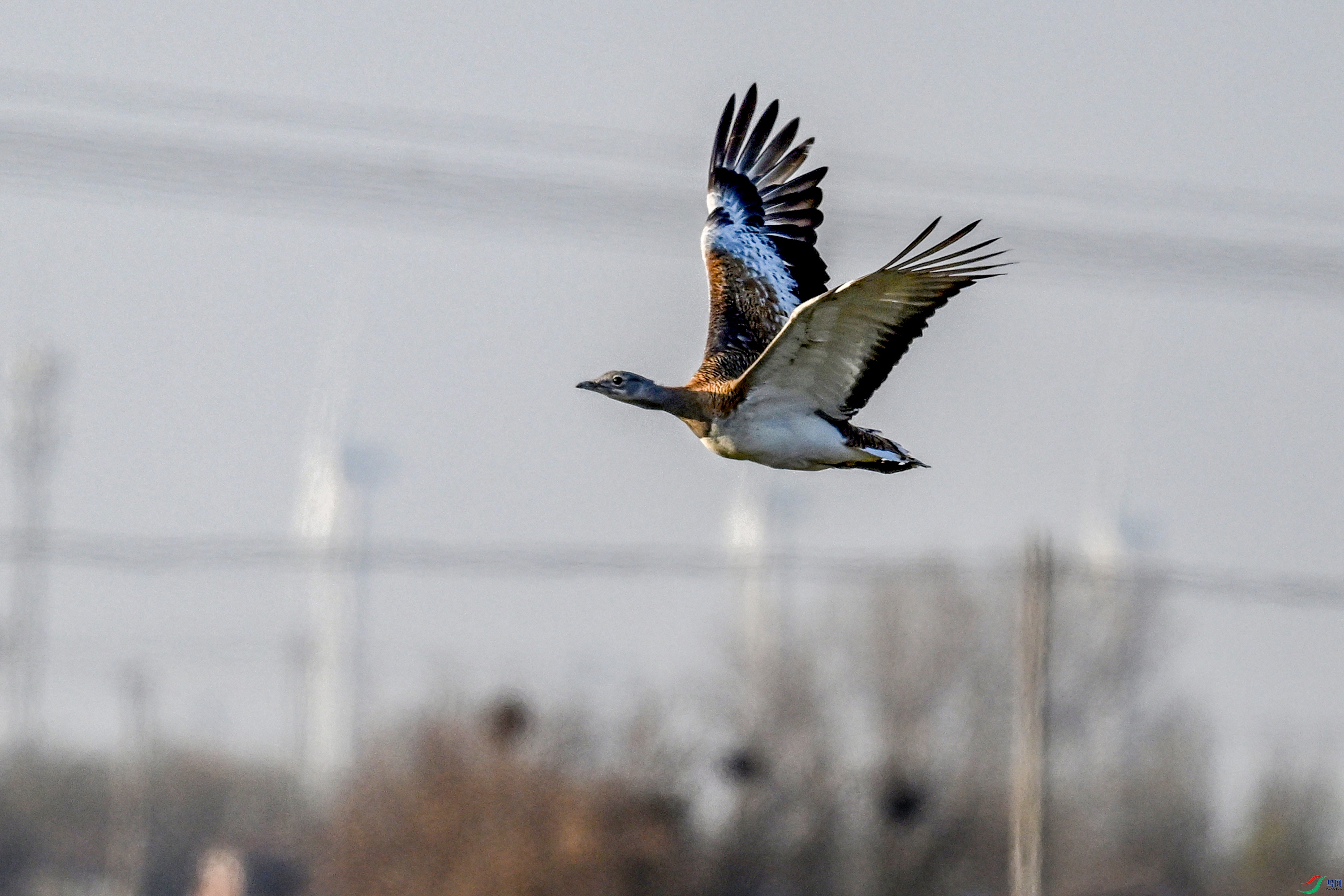 DSC_0522.JPG