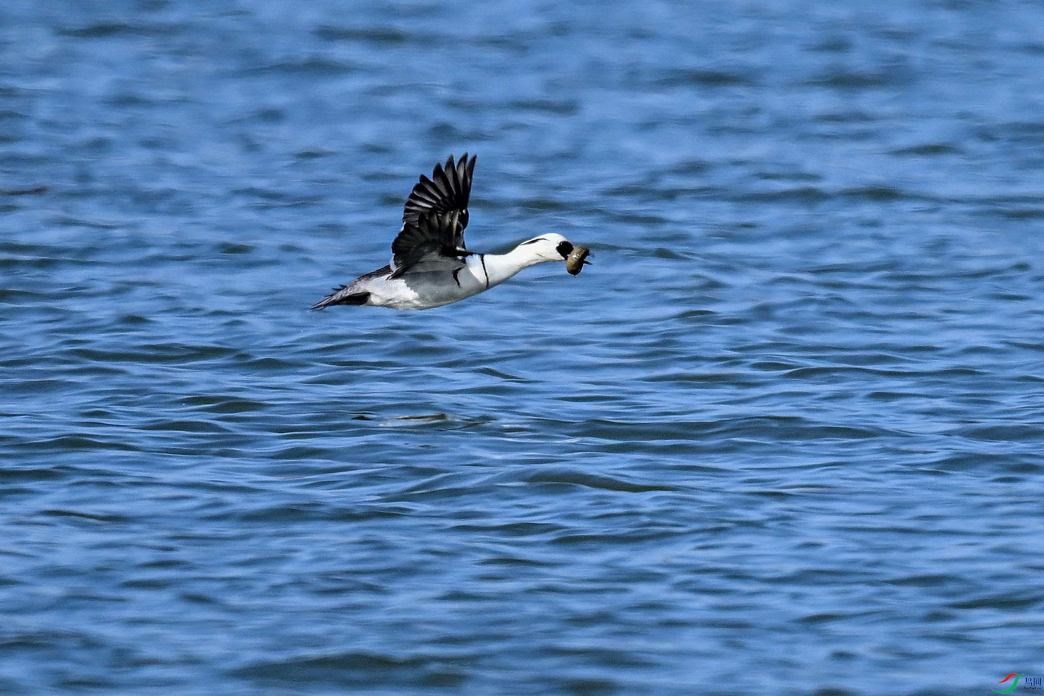 DSC_2376.JPG