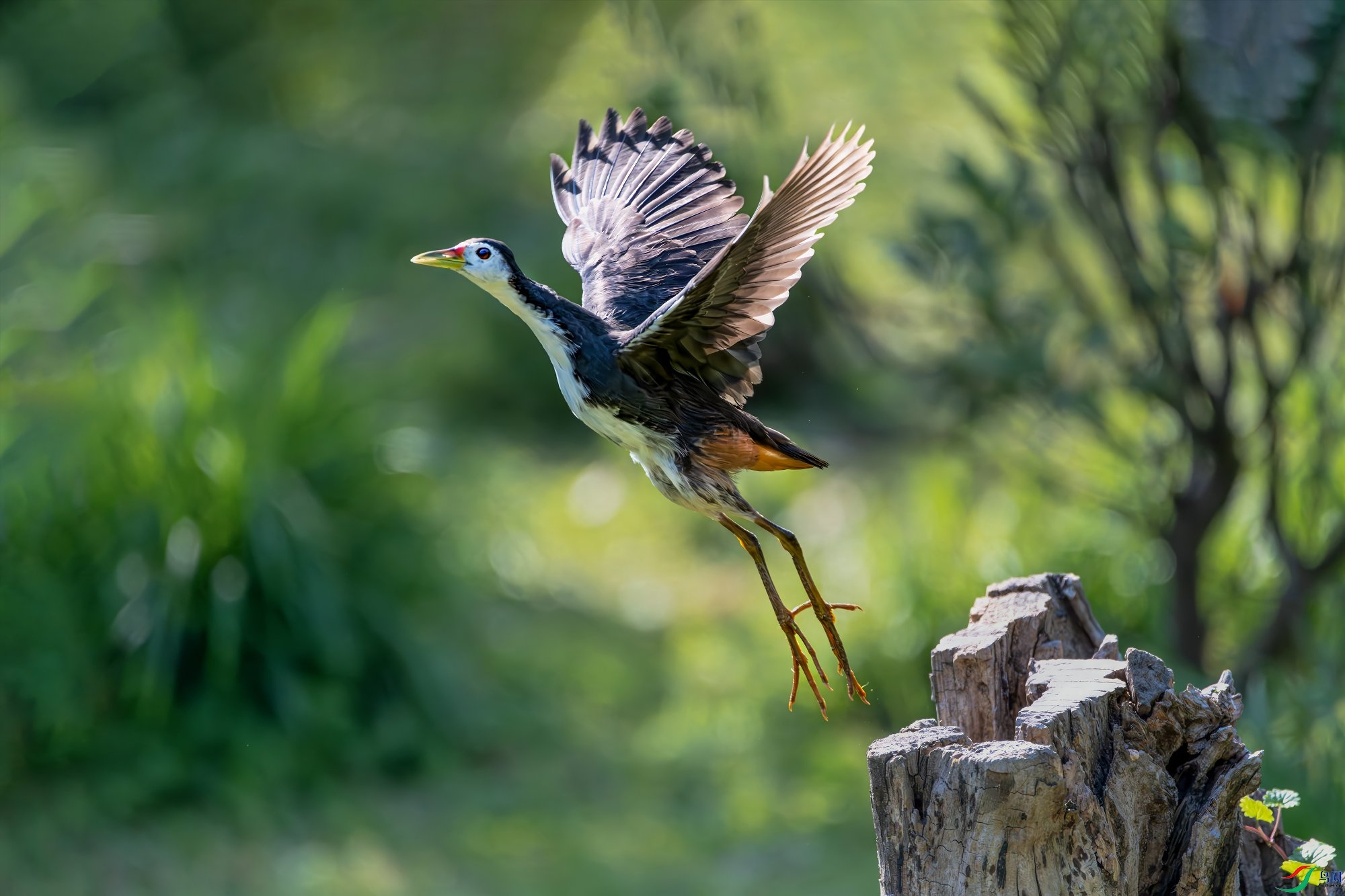 ���ؿ����