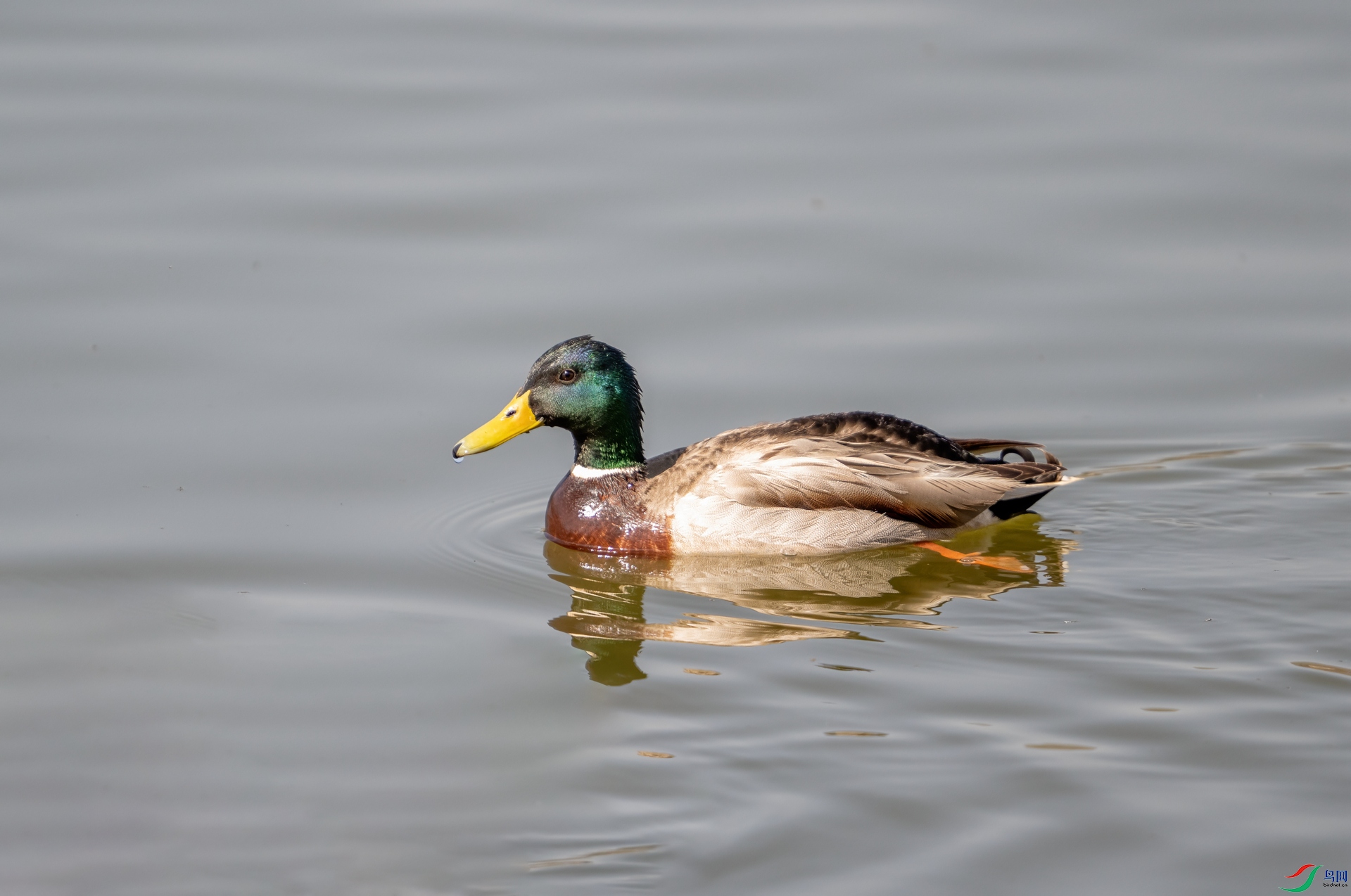 DSC_1290_1.jpg